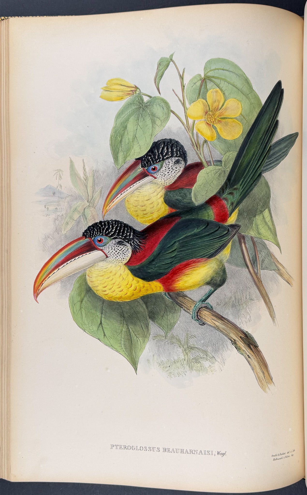 Gould's Family of Toucans - Volume with 52 Originally Hand-colored Lithographs