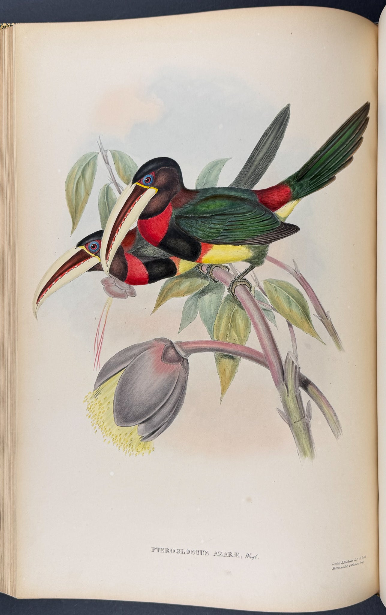 Gould's Family of Toucans - Volume with 52 Originally Hand-colored Lithographs