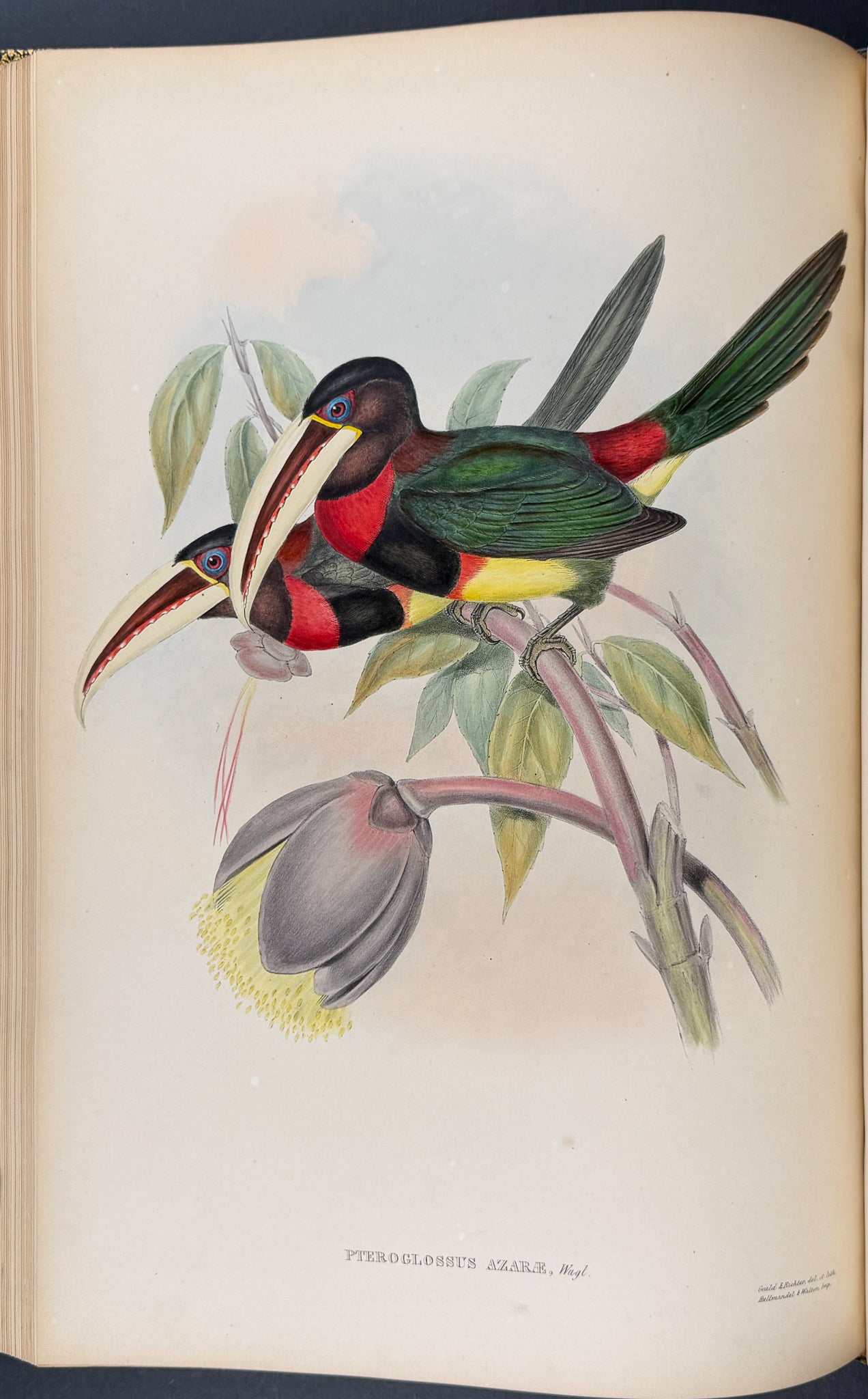 Gould's Family of Toucans - Volume with 52 Originally Hand-colored Lithographs