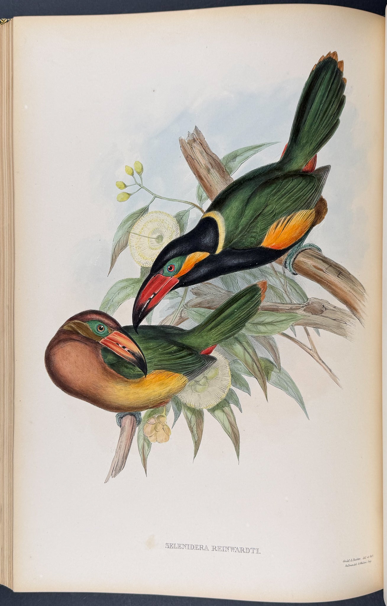 Gould's Family of Toucans - Volume with 52 Originally Hand-colored Lithographs
