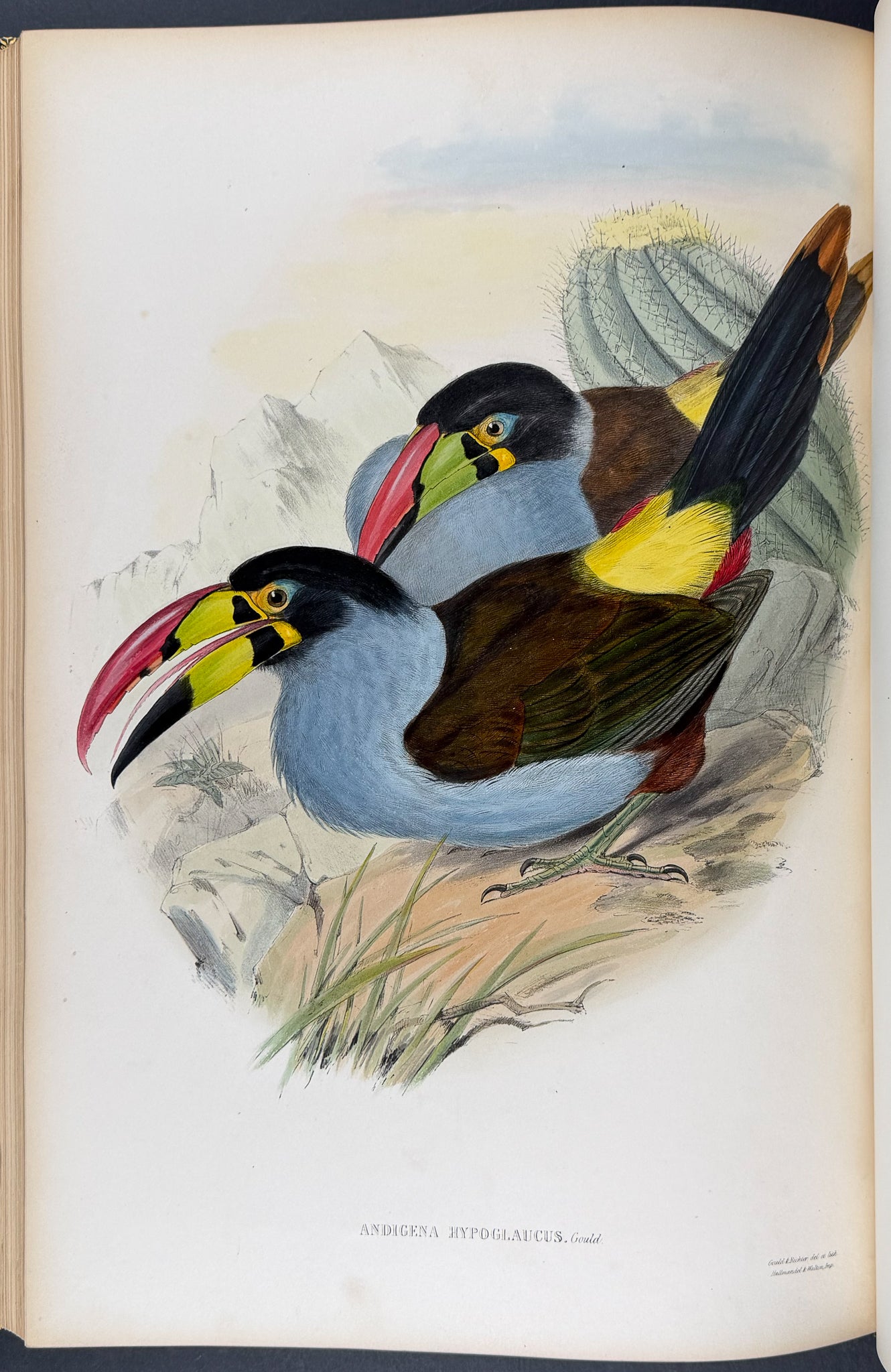 Gould's Family of Toucans - Volume with 52 Originally Hand-colored Lithographs
