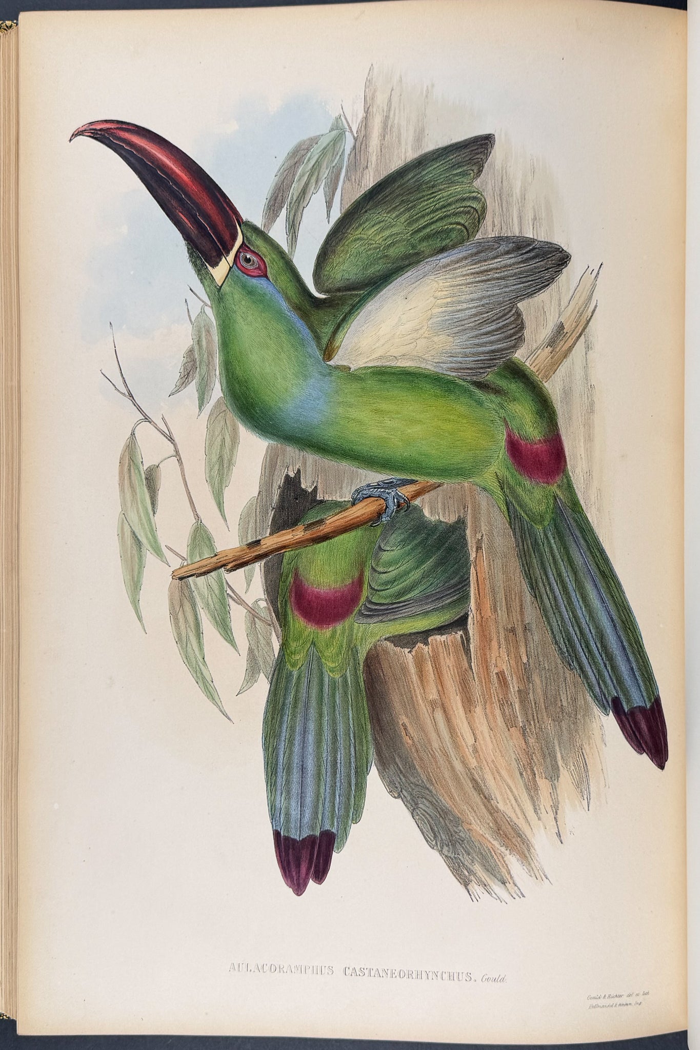 Gould's Family of Toucans - Volume with 52 Originally Hand-colored Lithographs