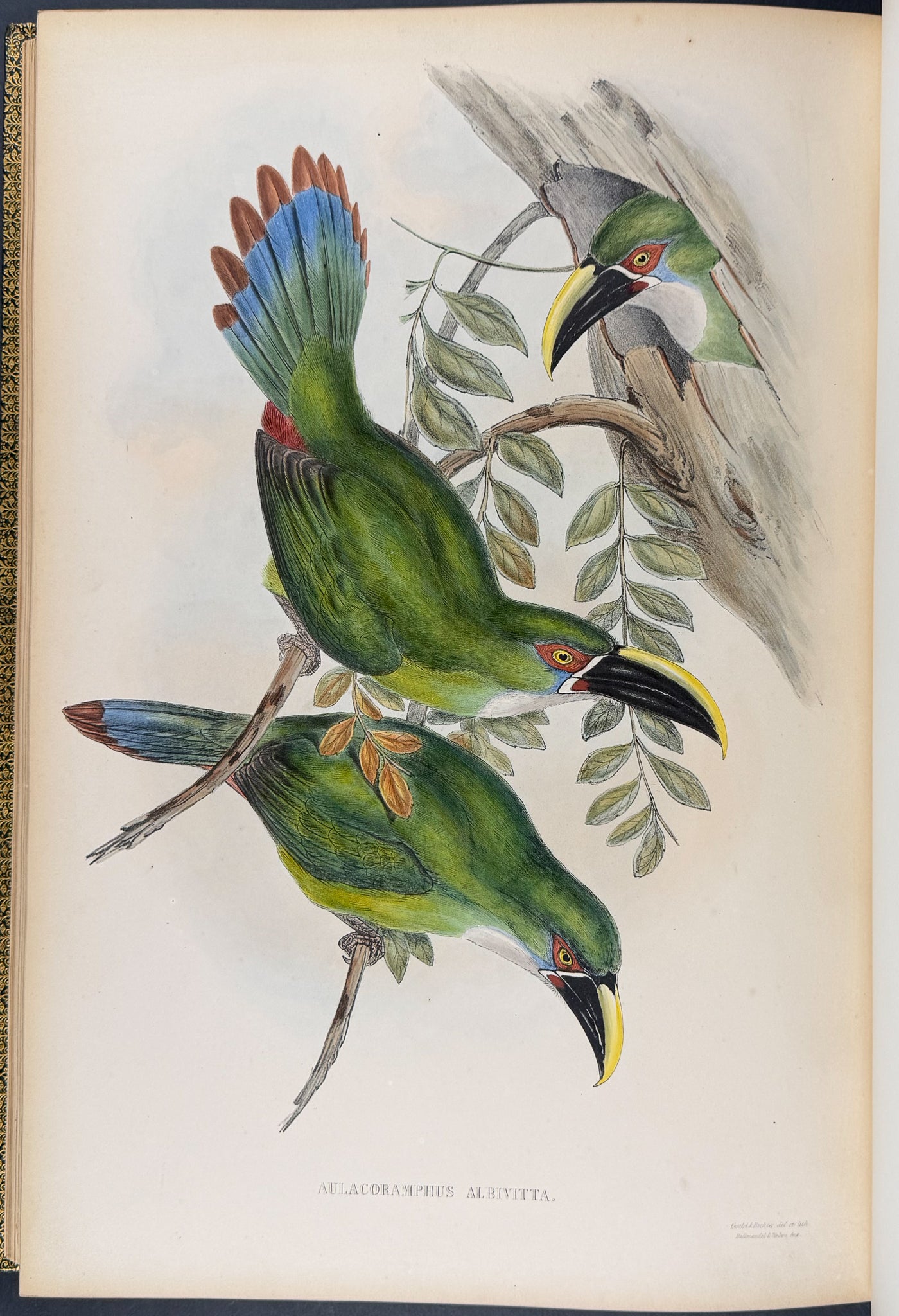 Gould's Family of Toucans - Volume with 52 Originally Hand-colored Lithographs