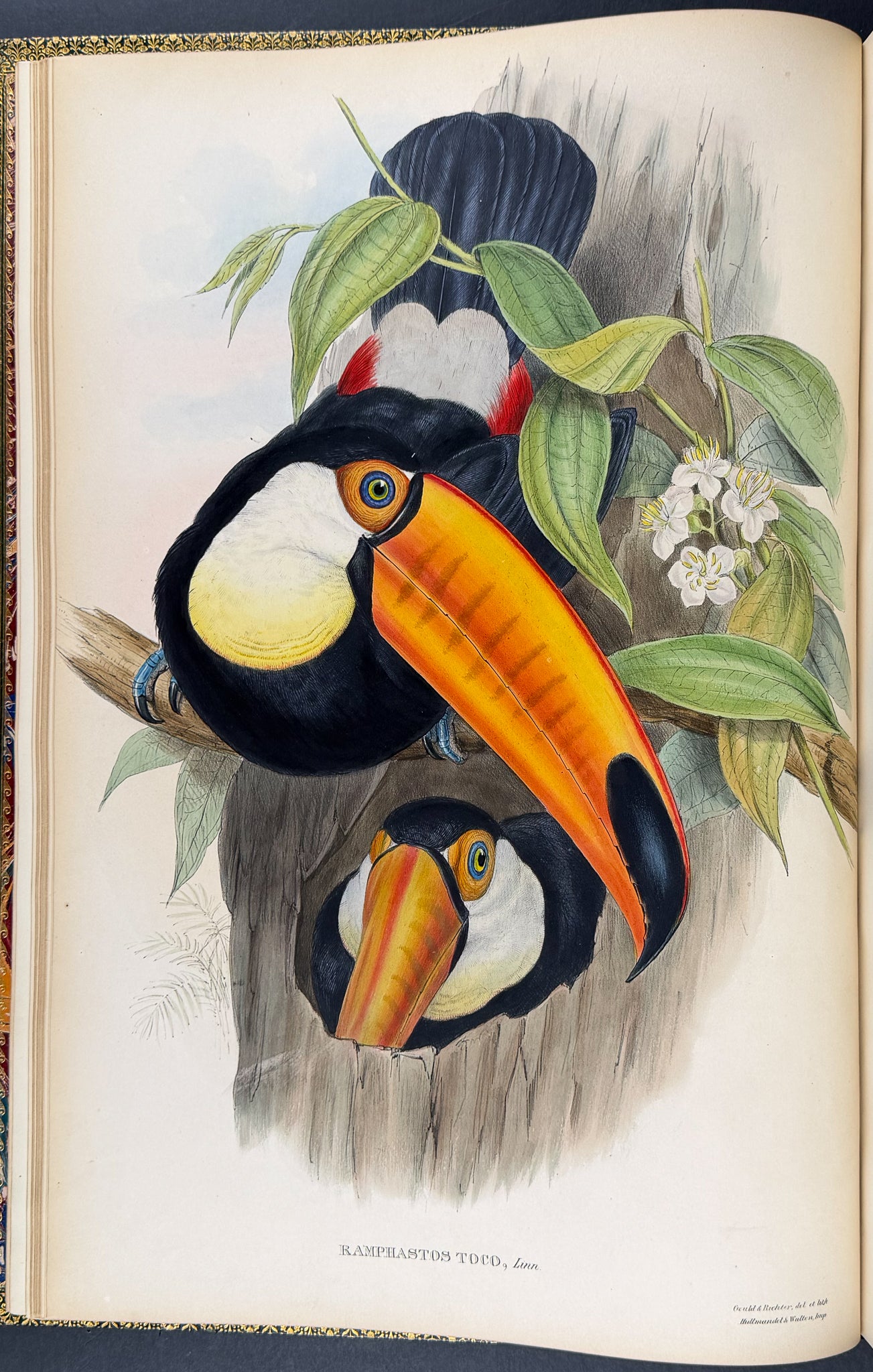 Gould's Family of Toucans - Volume with 52 Originally Hand-colored Lithographs