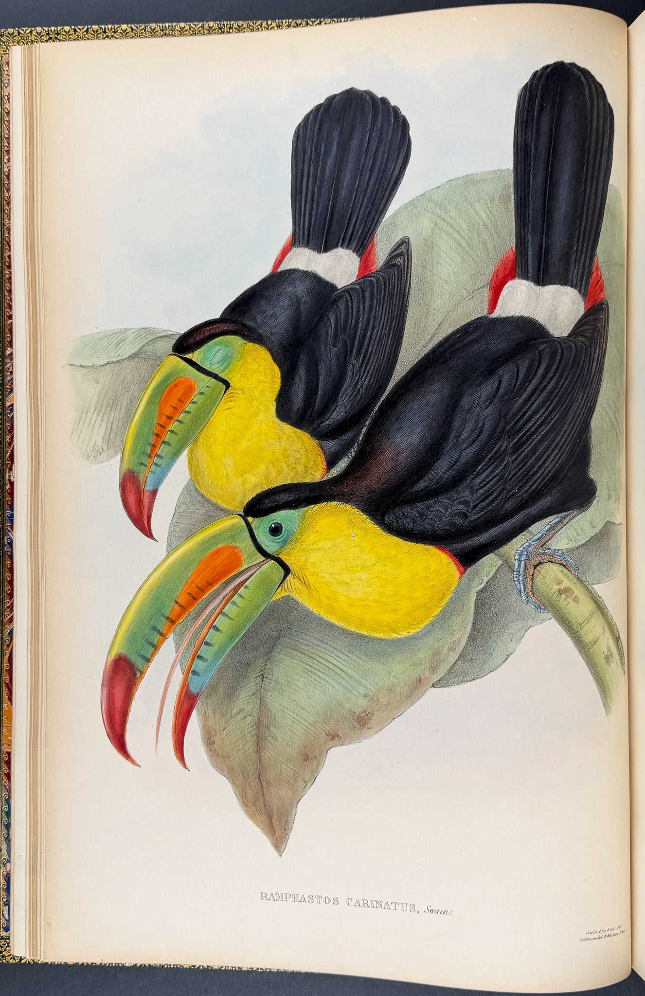 Gould's Family of Toucans - Volume with 52 Originally Hand-colored Lithographs