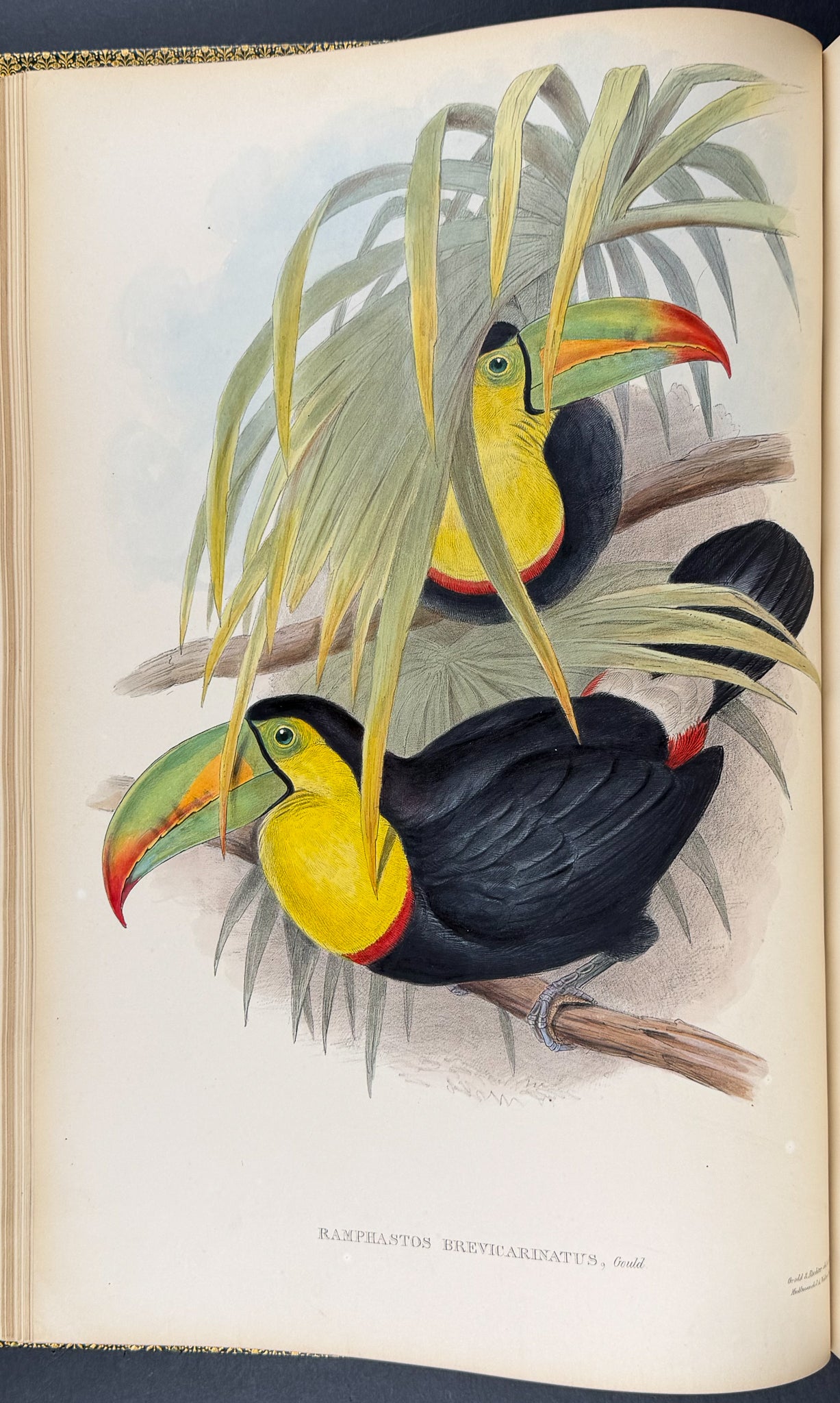 Gould's Family of Toucans - Volume with 52 Originally Hand-colored Lithographs