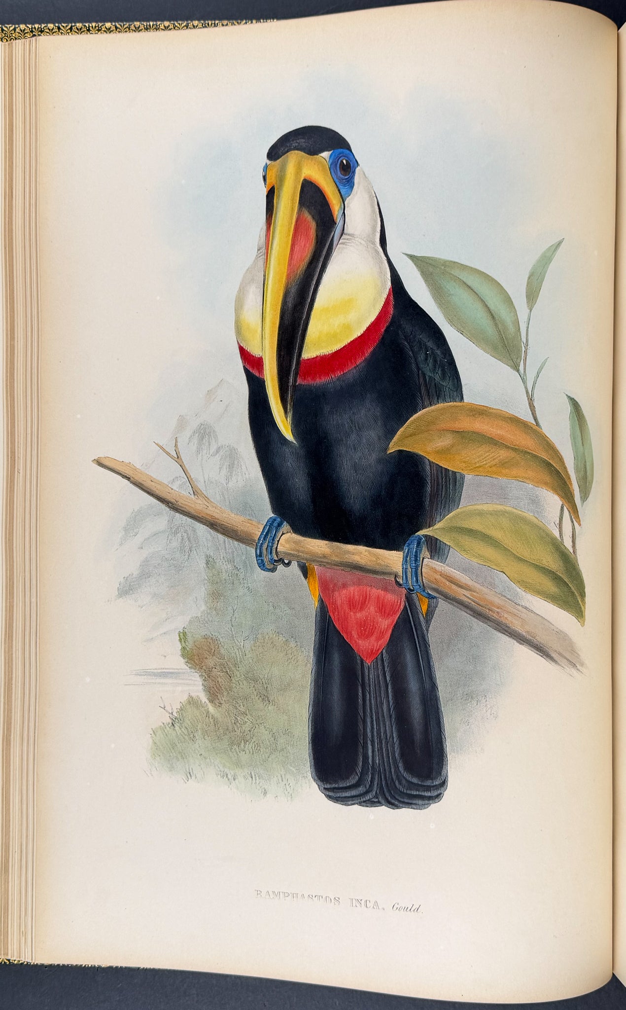 Gould's Family of Toucans - Volume with 52 Originally Hand-colored Lithographs