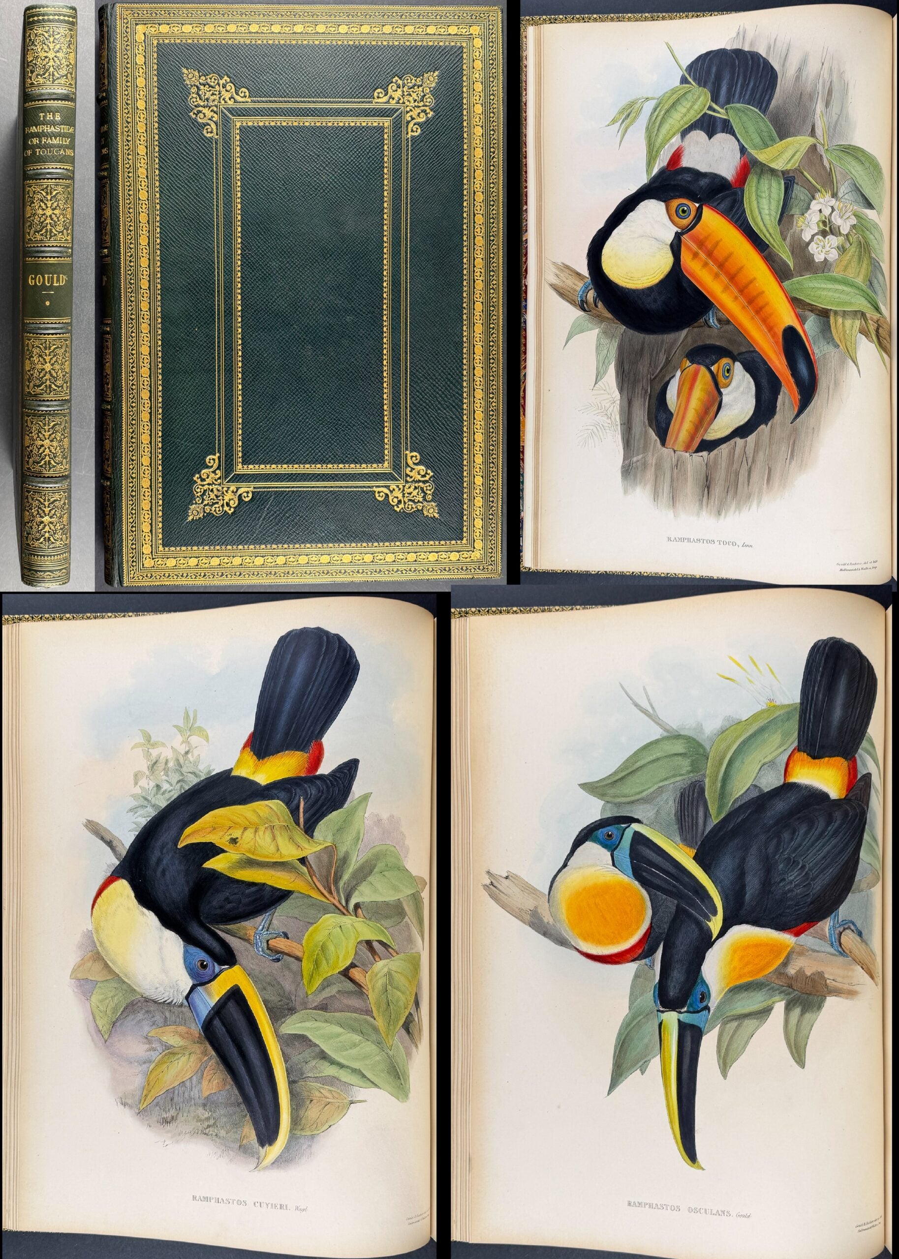 Gould's Family of Toucans - Volume with 52 Originally Hand-colored Lithographs