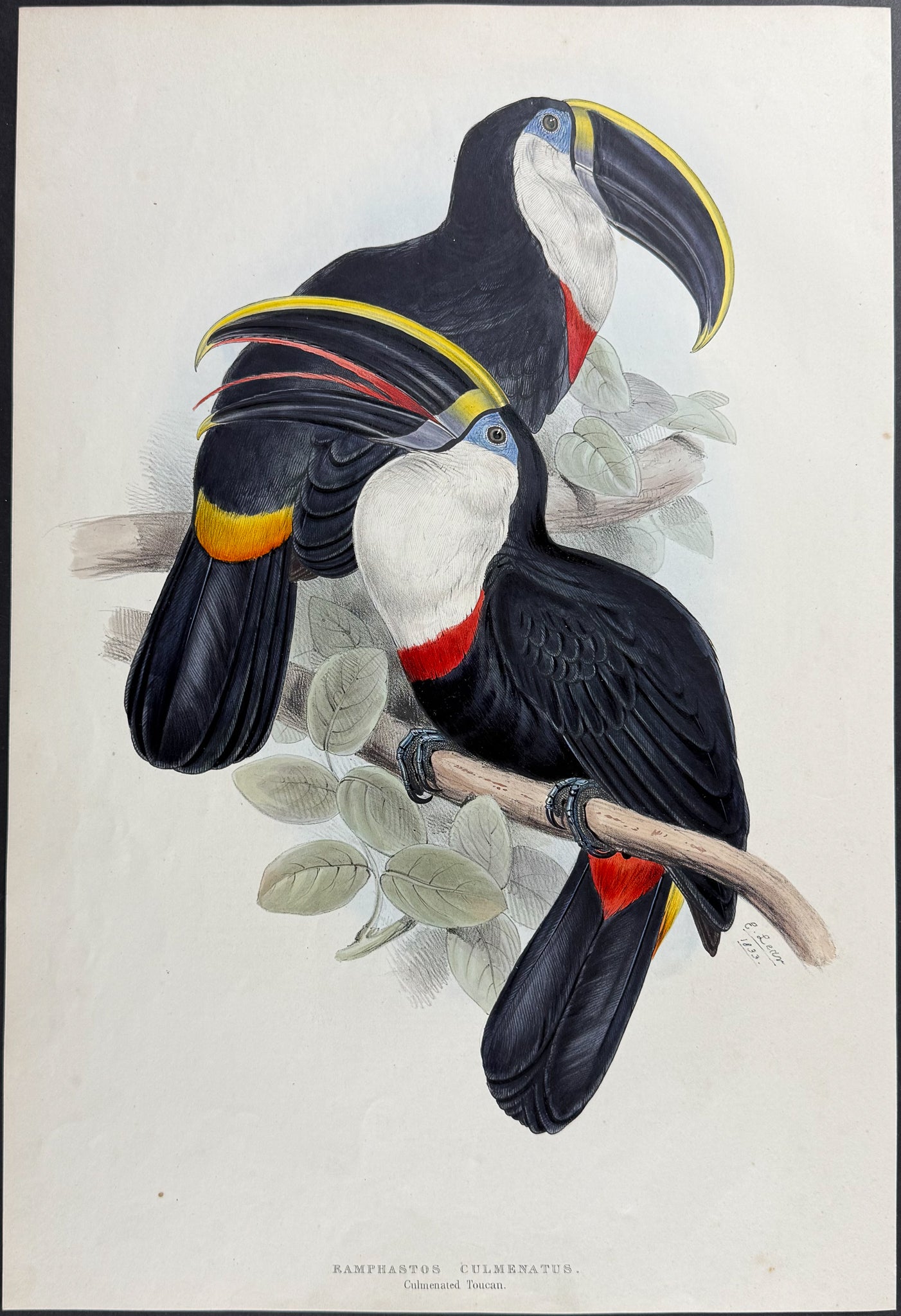 Culminated Toucan
