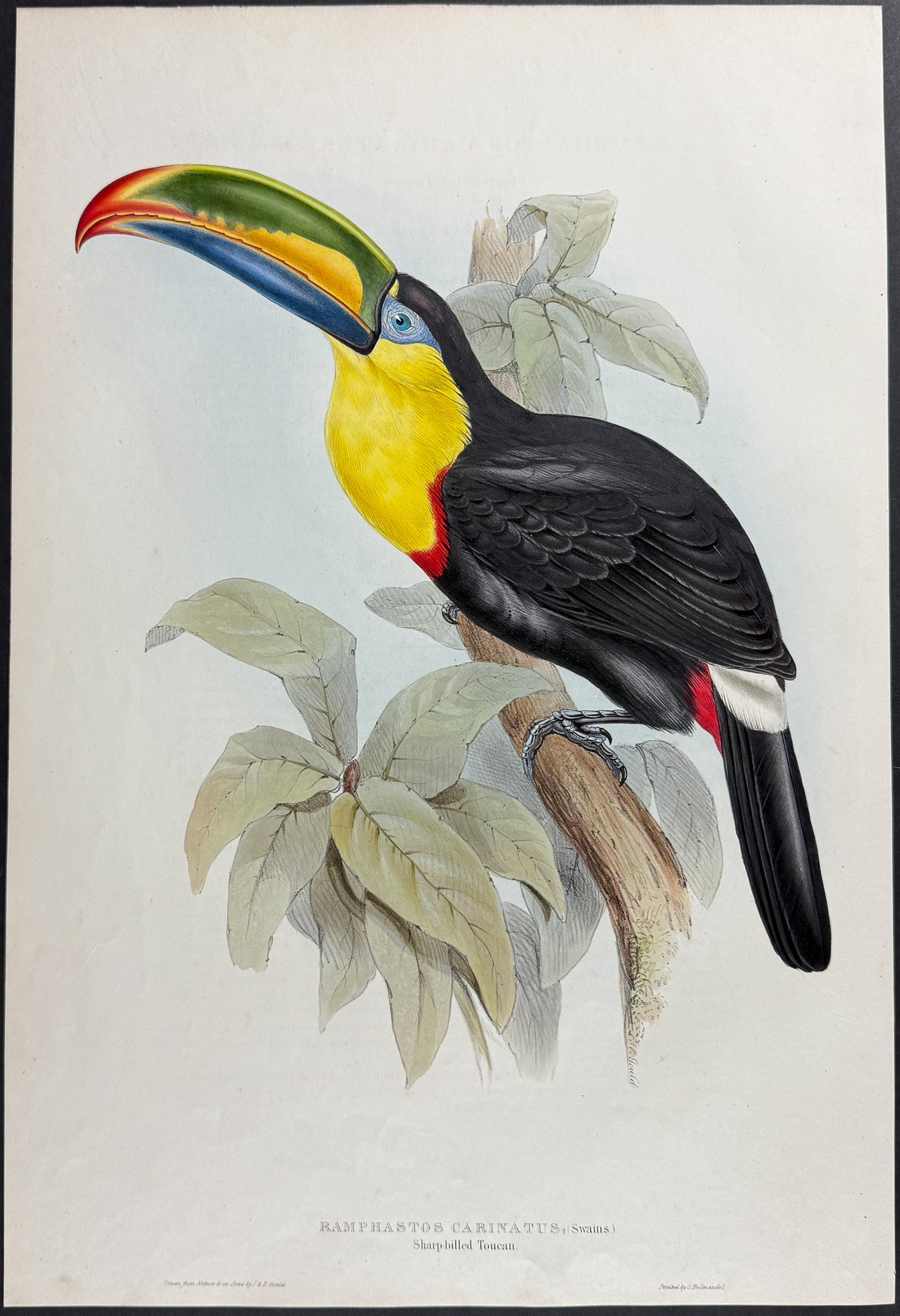 Sharp-billed Toucan