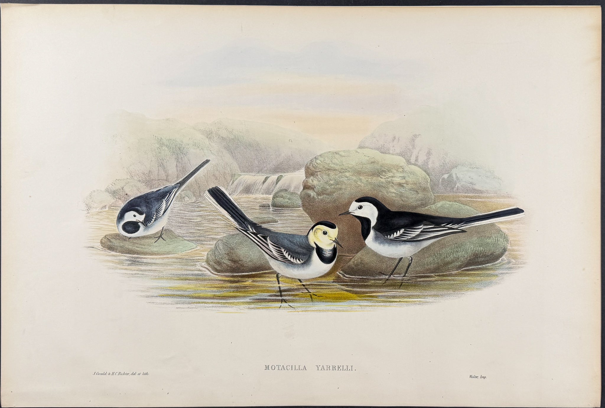 Pied Wagtail