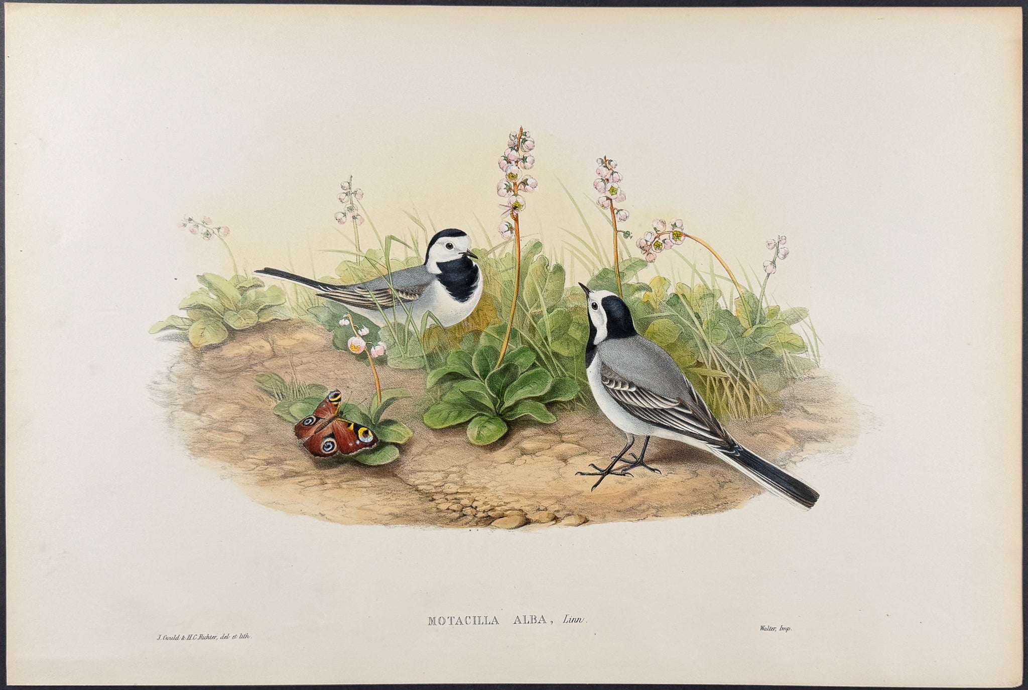 White Wagtail