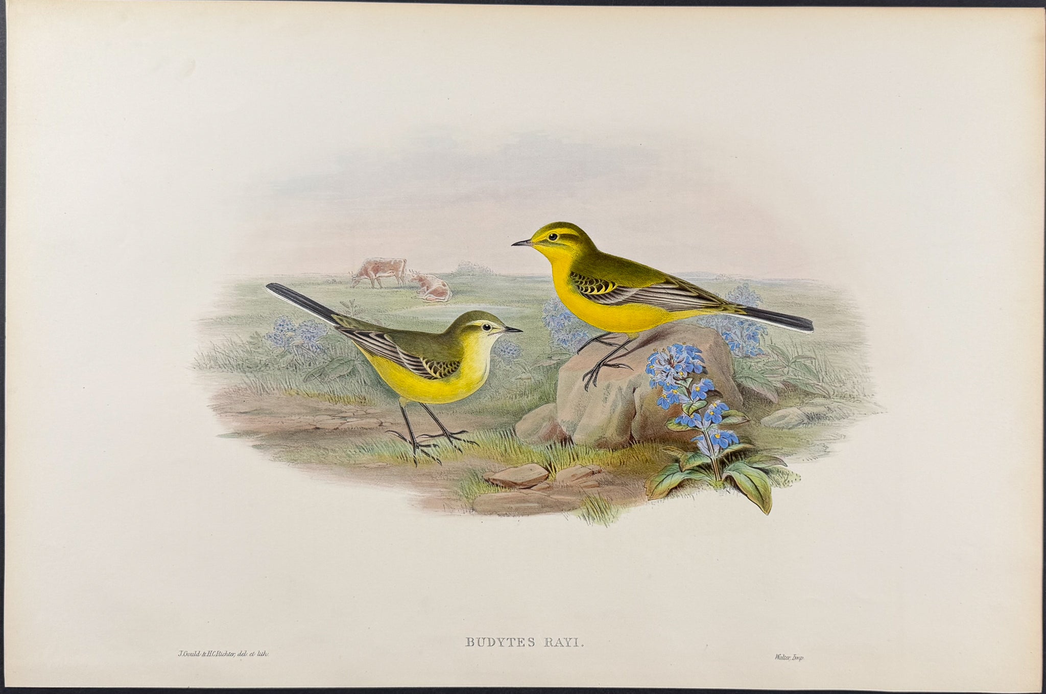 Yellow Wagtail
