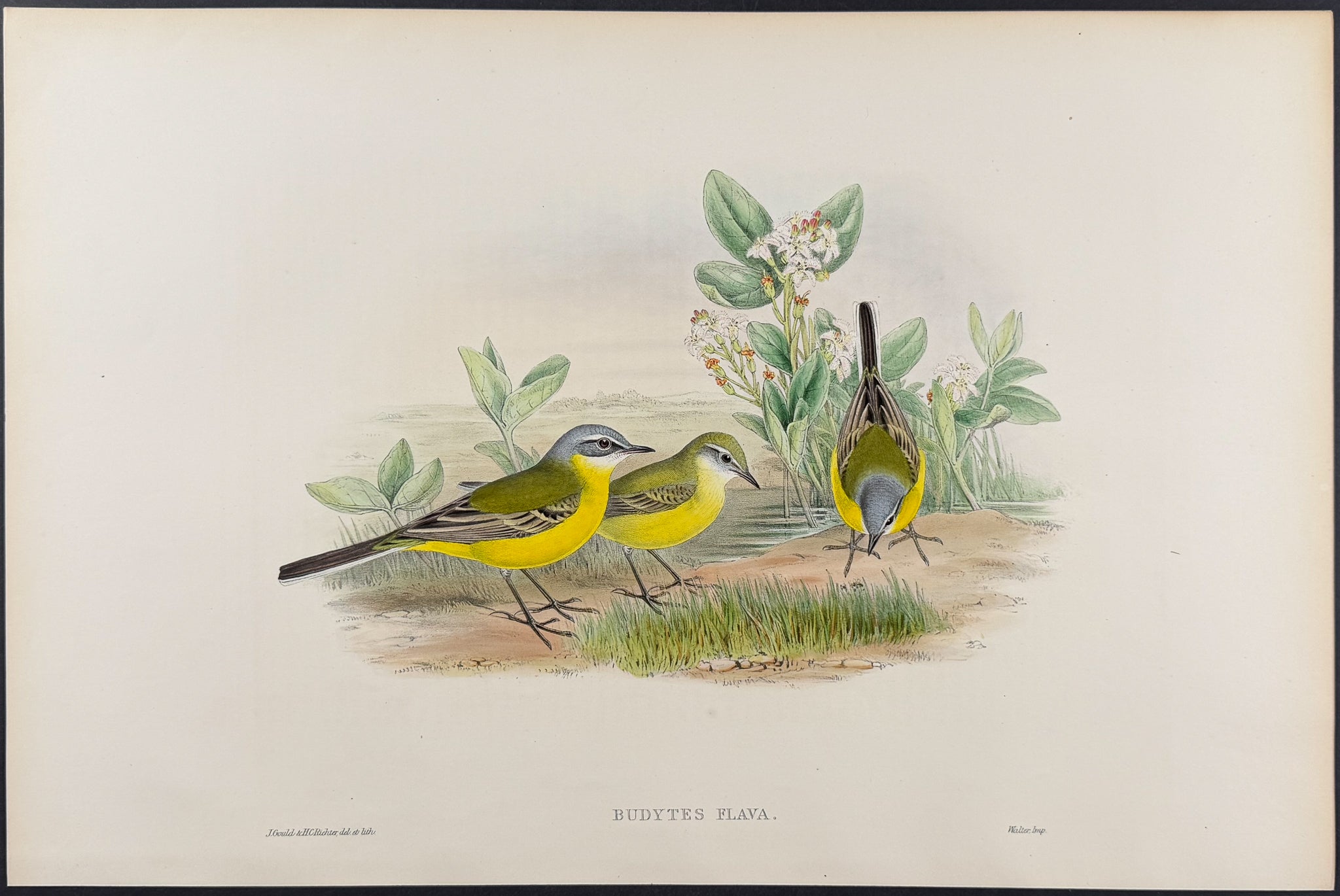 Grey-headed Wagtail