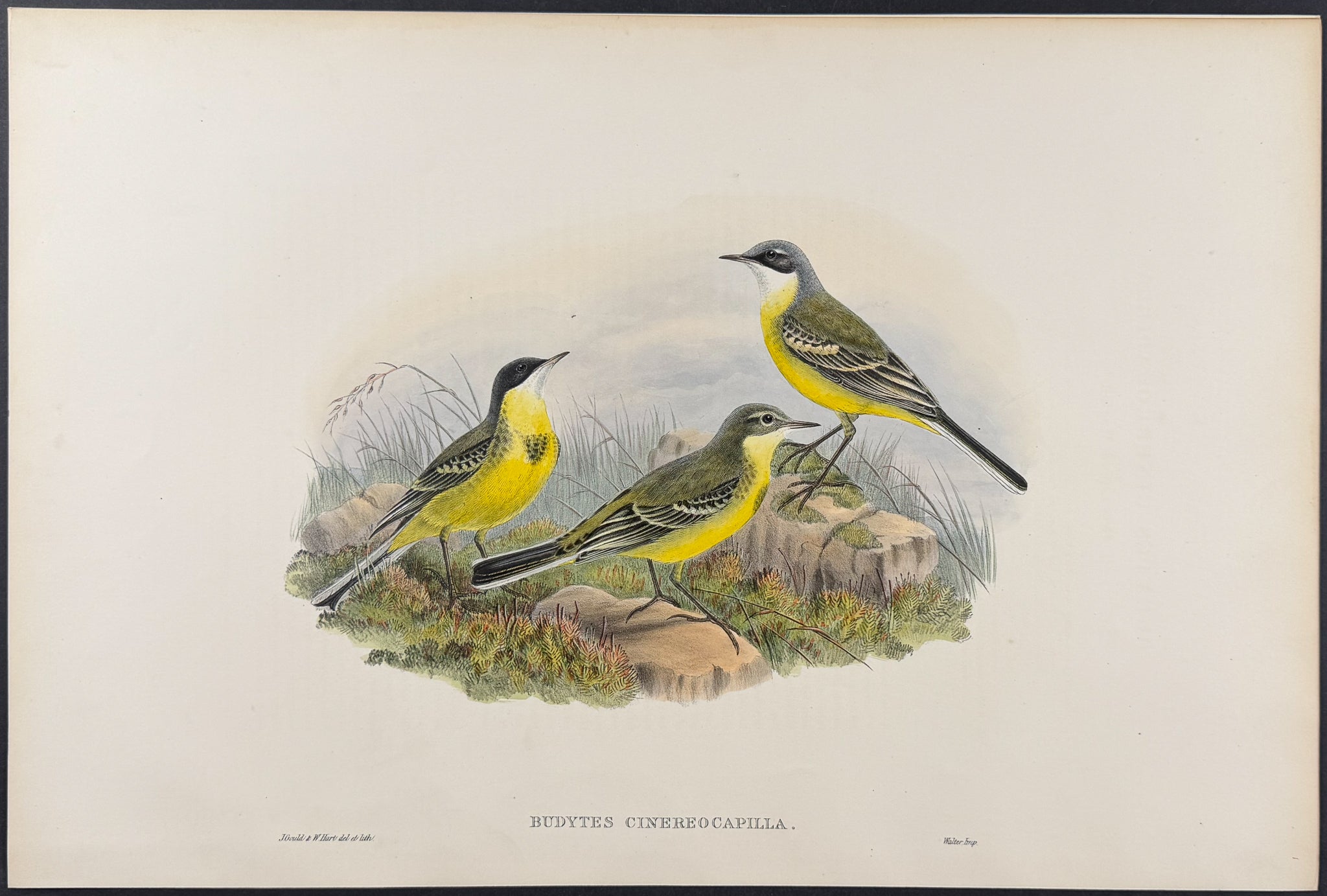 Grey-capped Wagtail