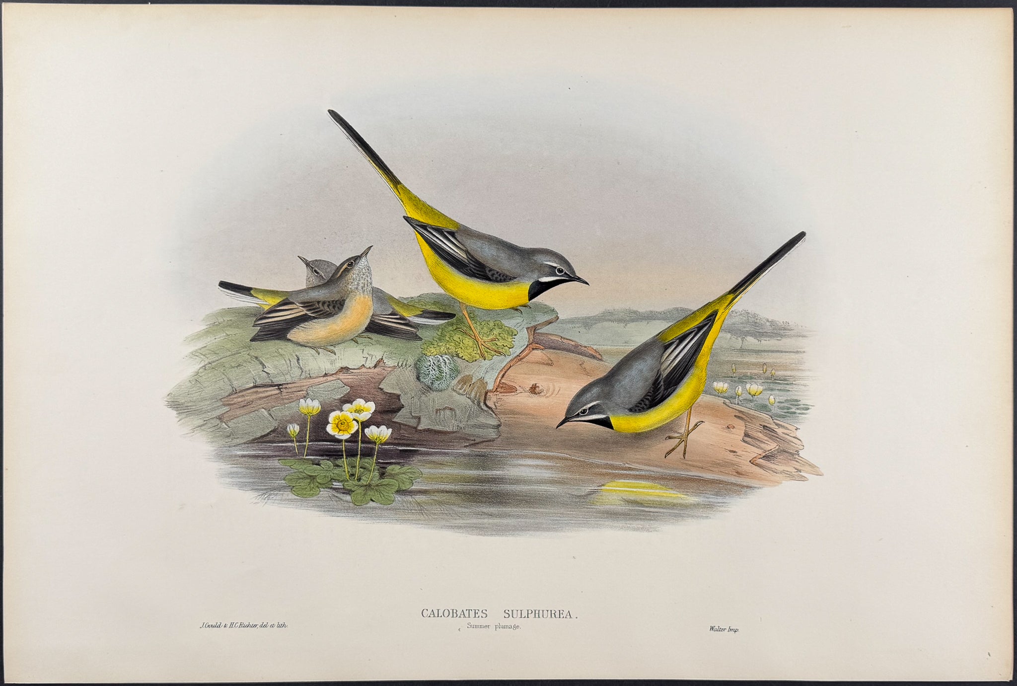 Grey Wagtail (summer plumage)