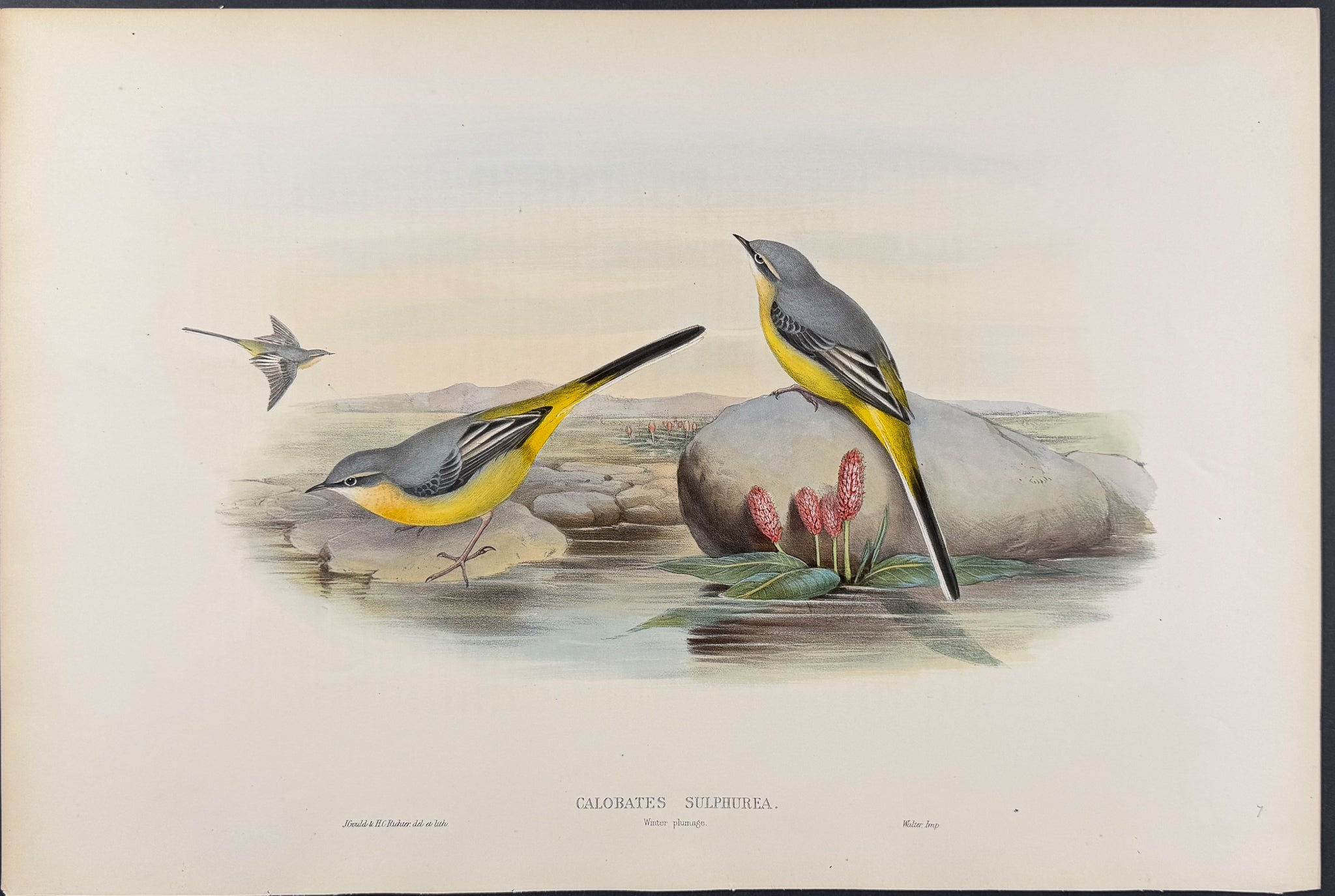 Grey Wagtail (winter plumage)
