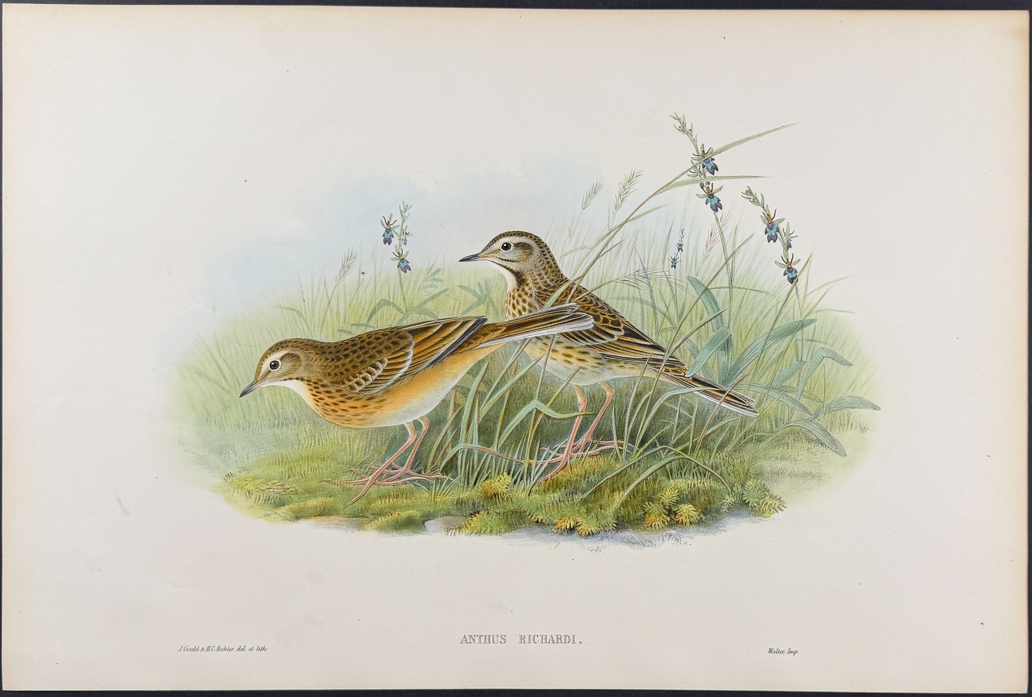Richard's Pipit
