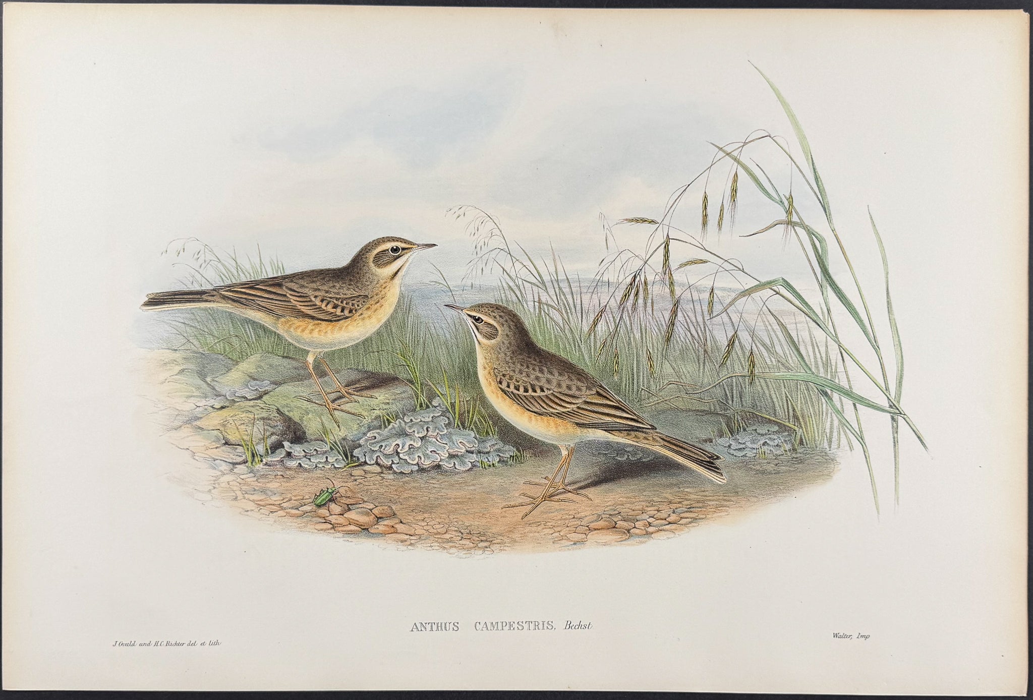 Tawny Pipit