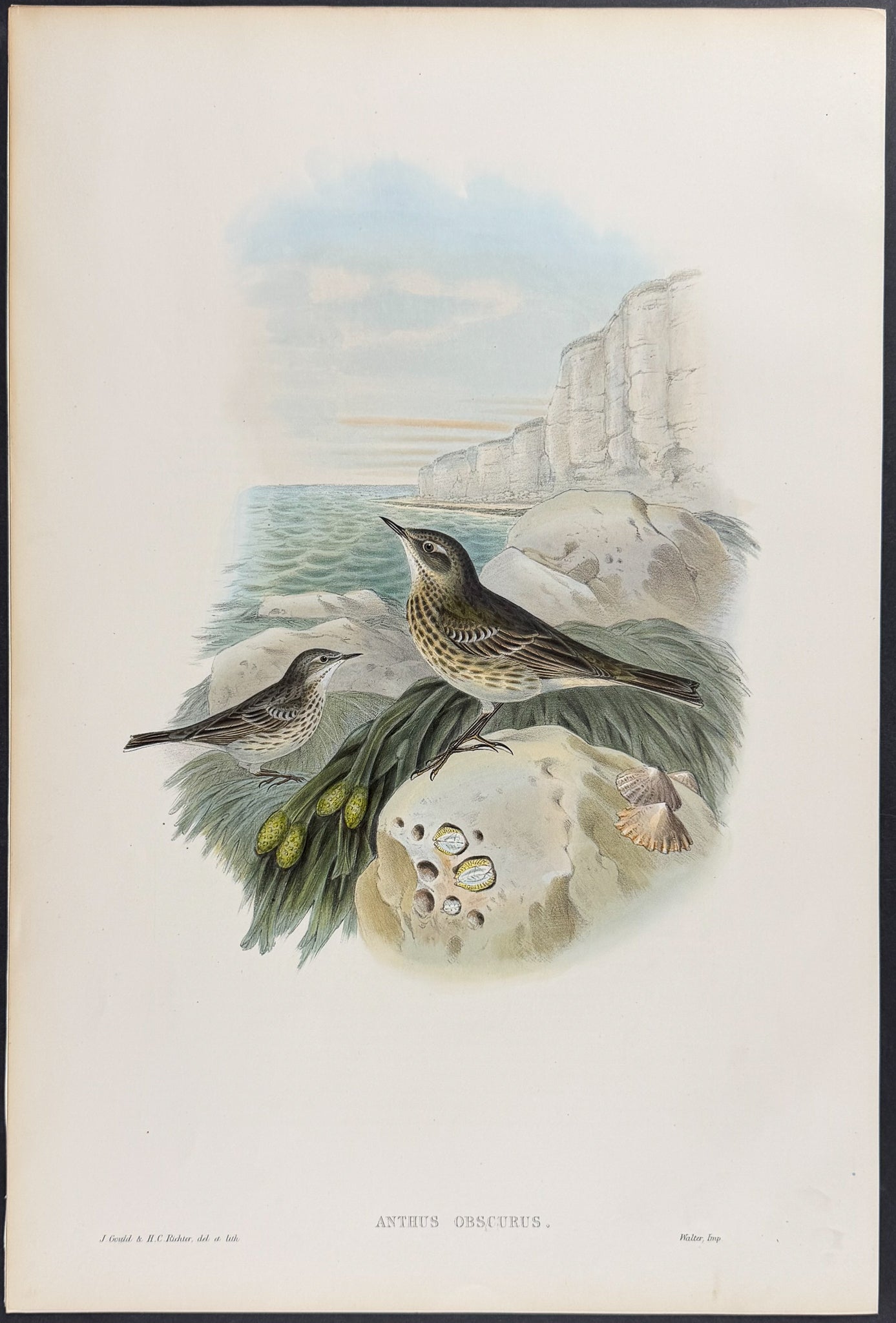 Rock-Pipit