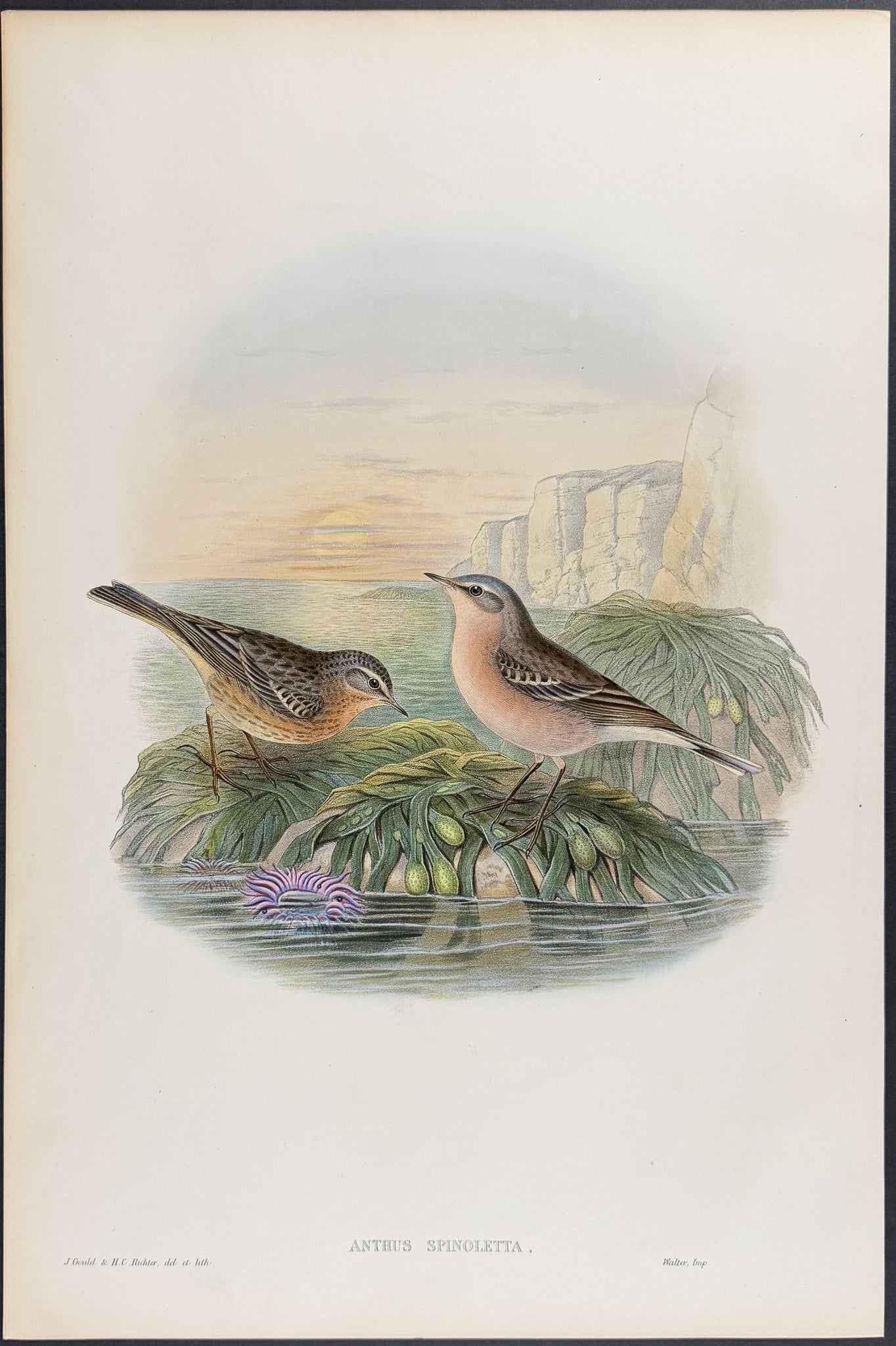 Vinous Pipit