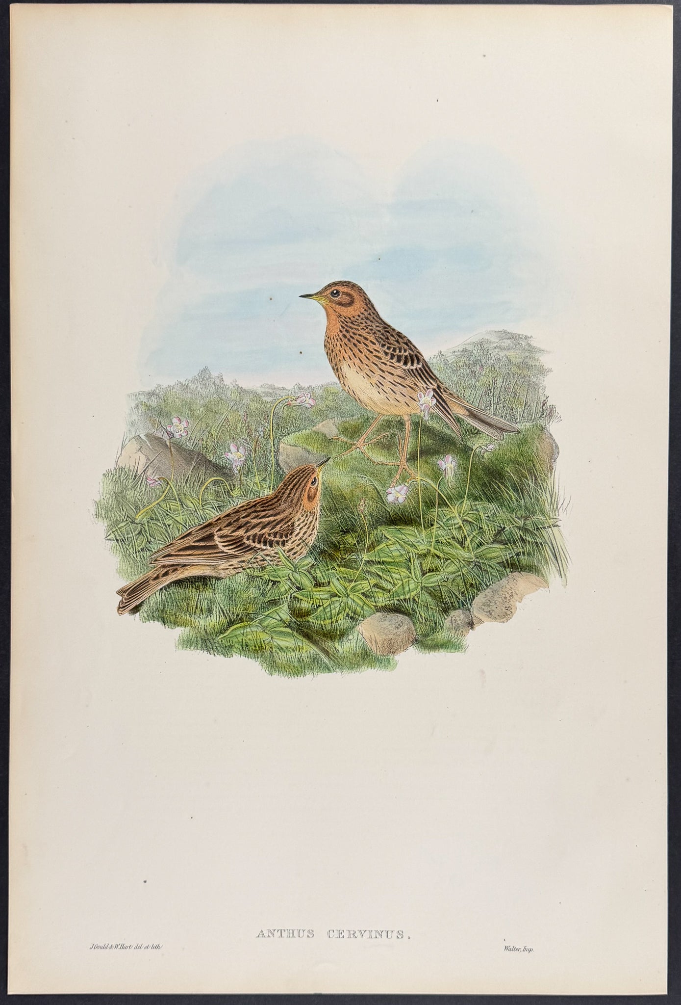 Red-thraoted Pipit