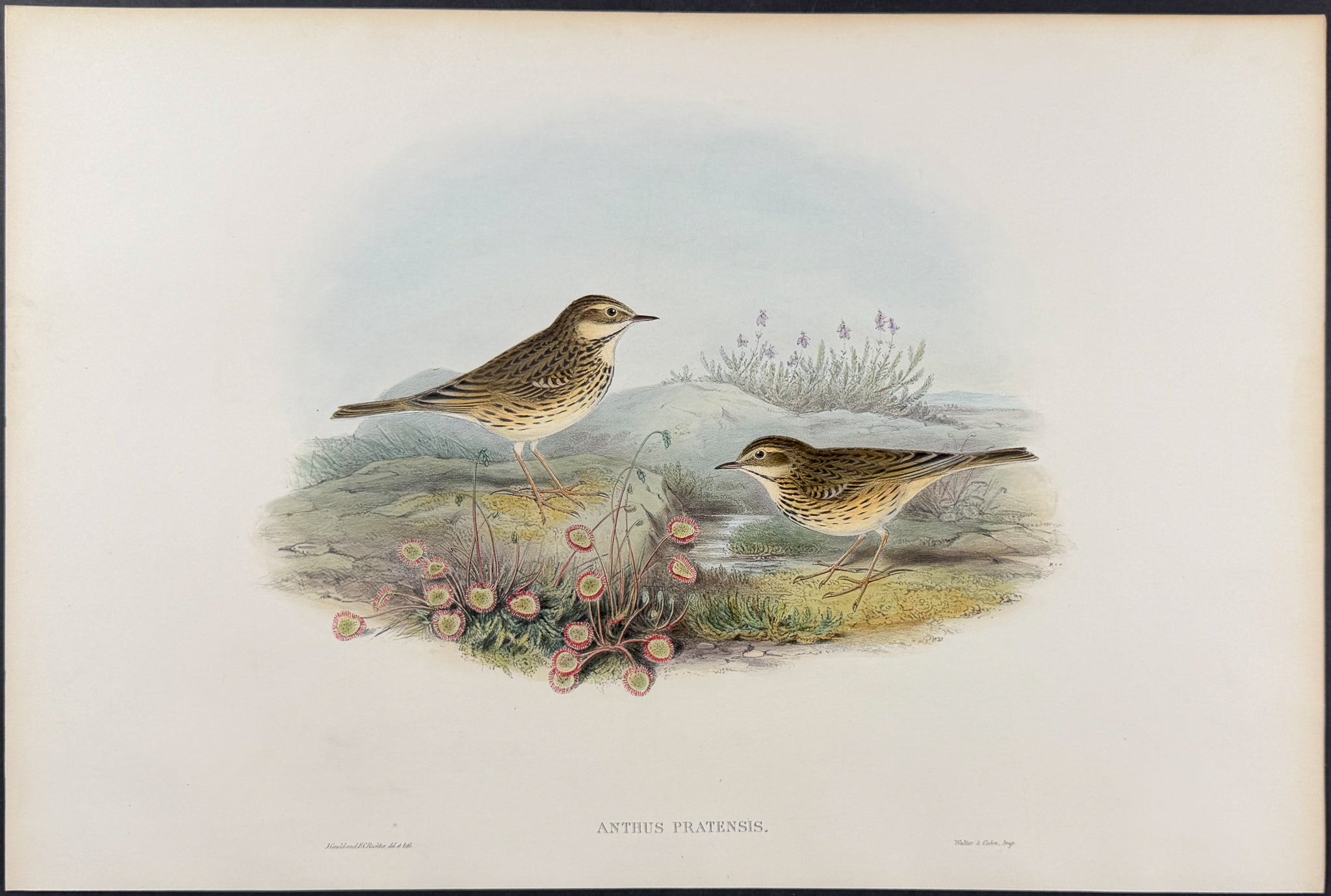 Meadow Pipit or Titlark