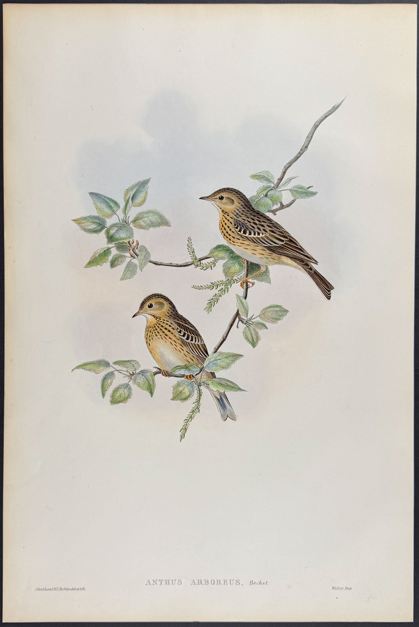 Tree-Pipit