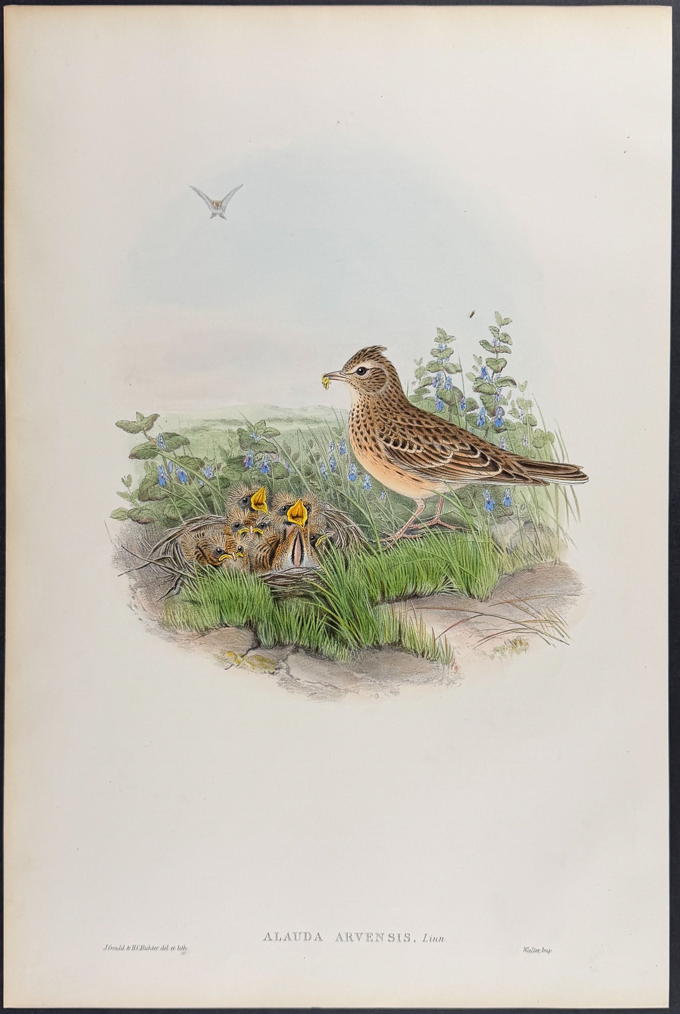 Sky-Lark