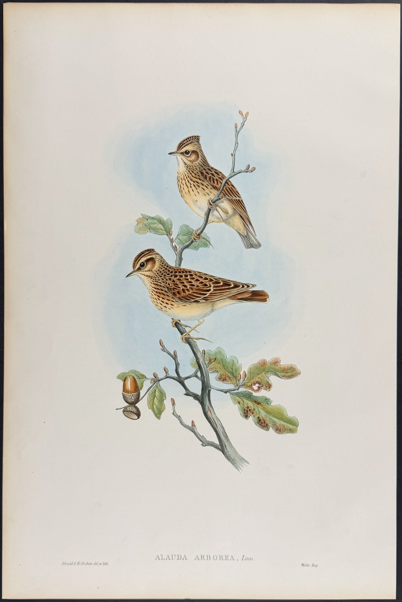 Wood-Lark