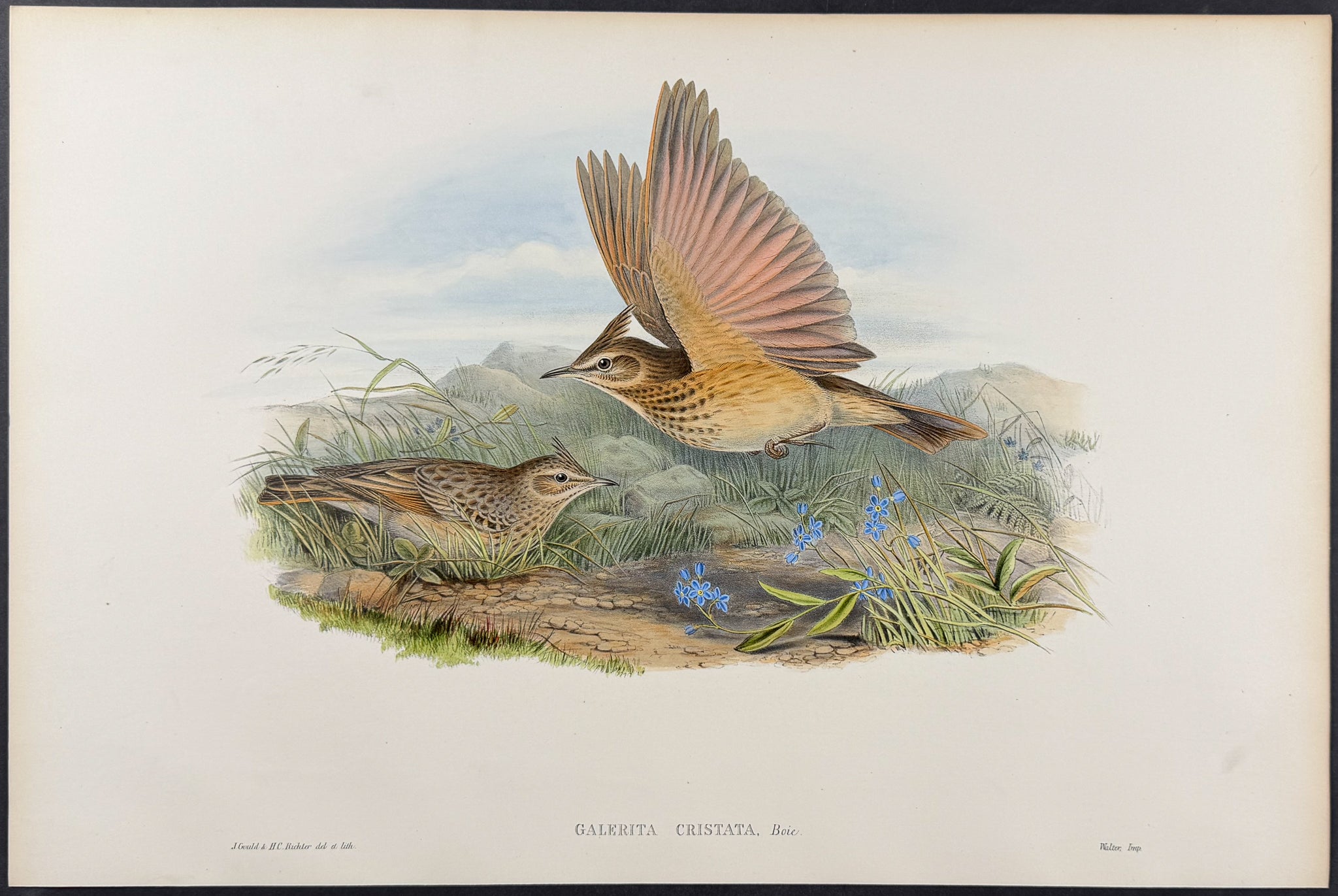 Crested Lark