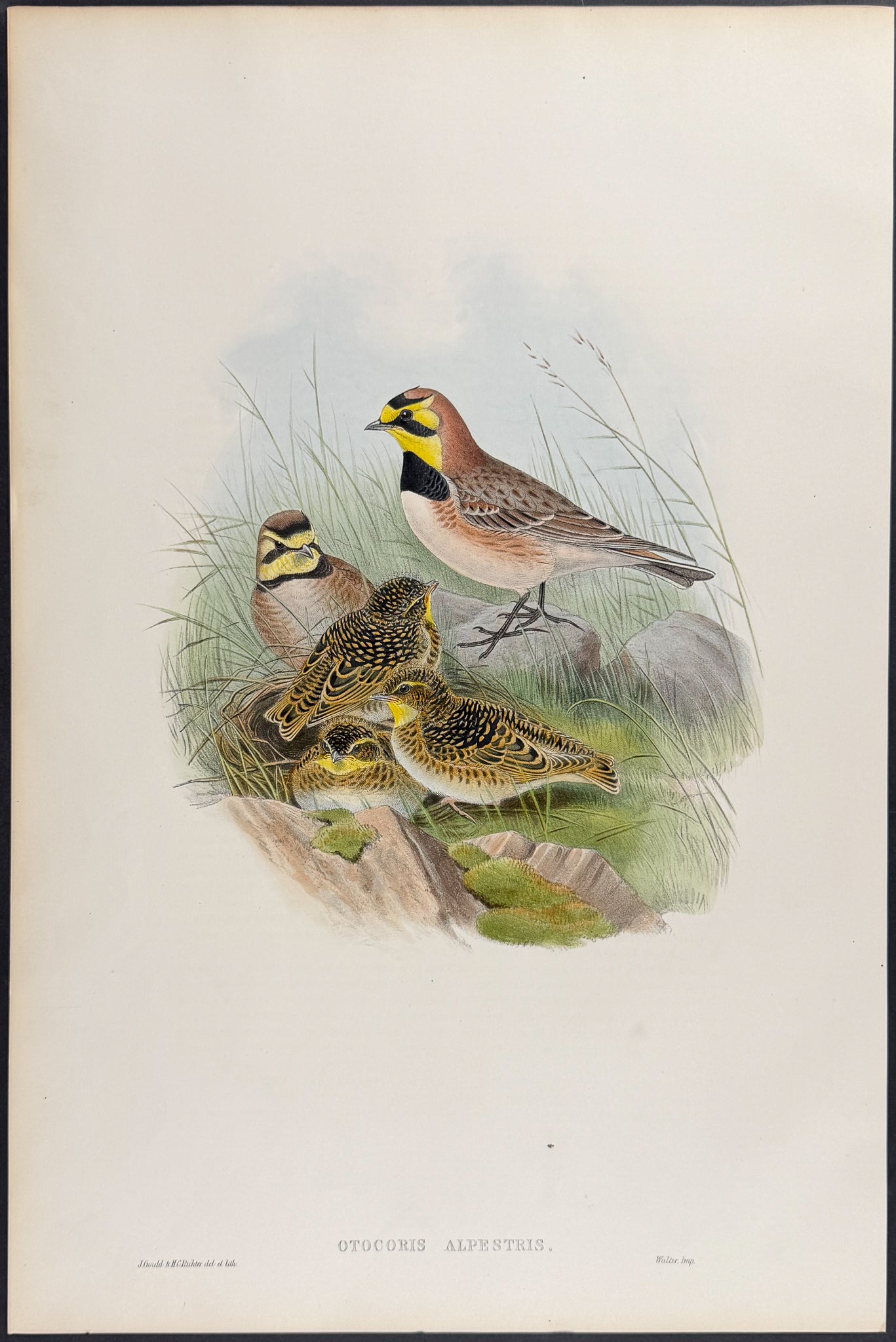 Shore-Lark