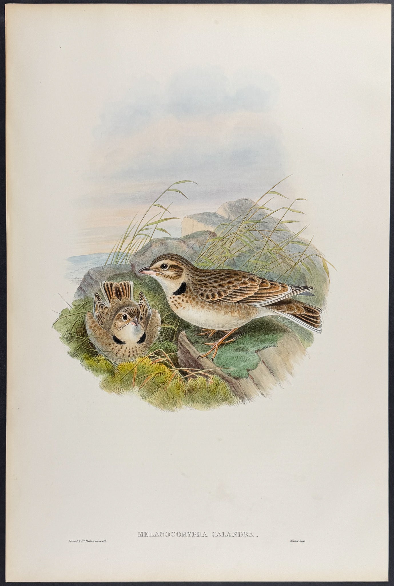 Calendra Lark