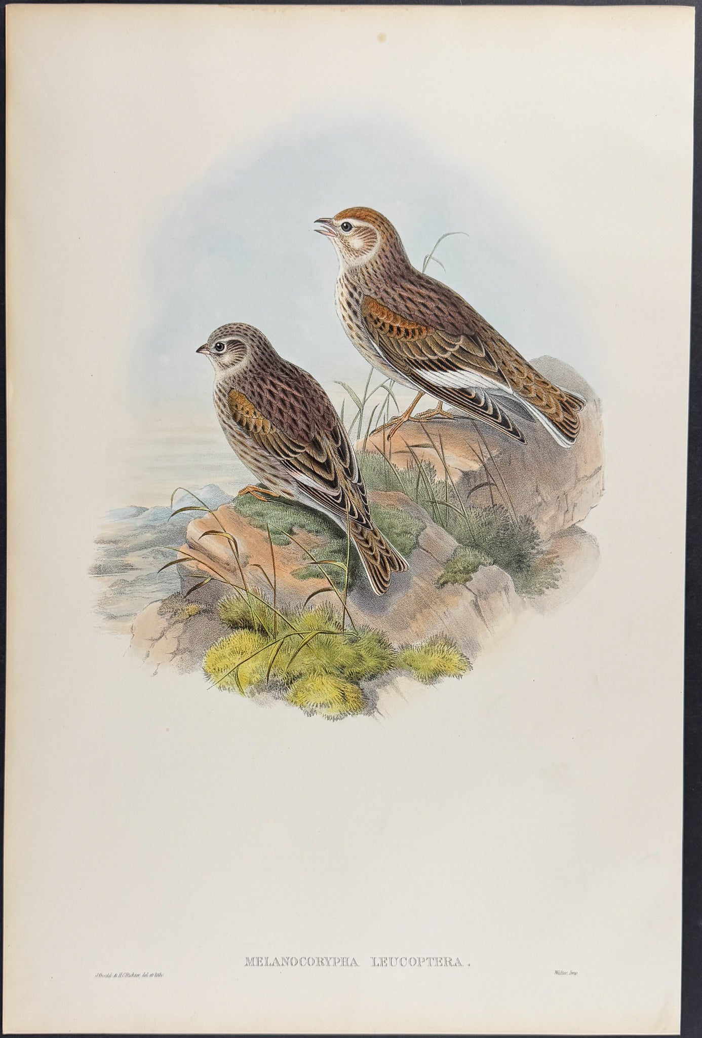 White-winged Lark