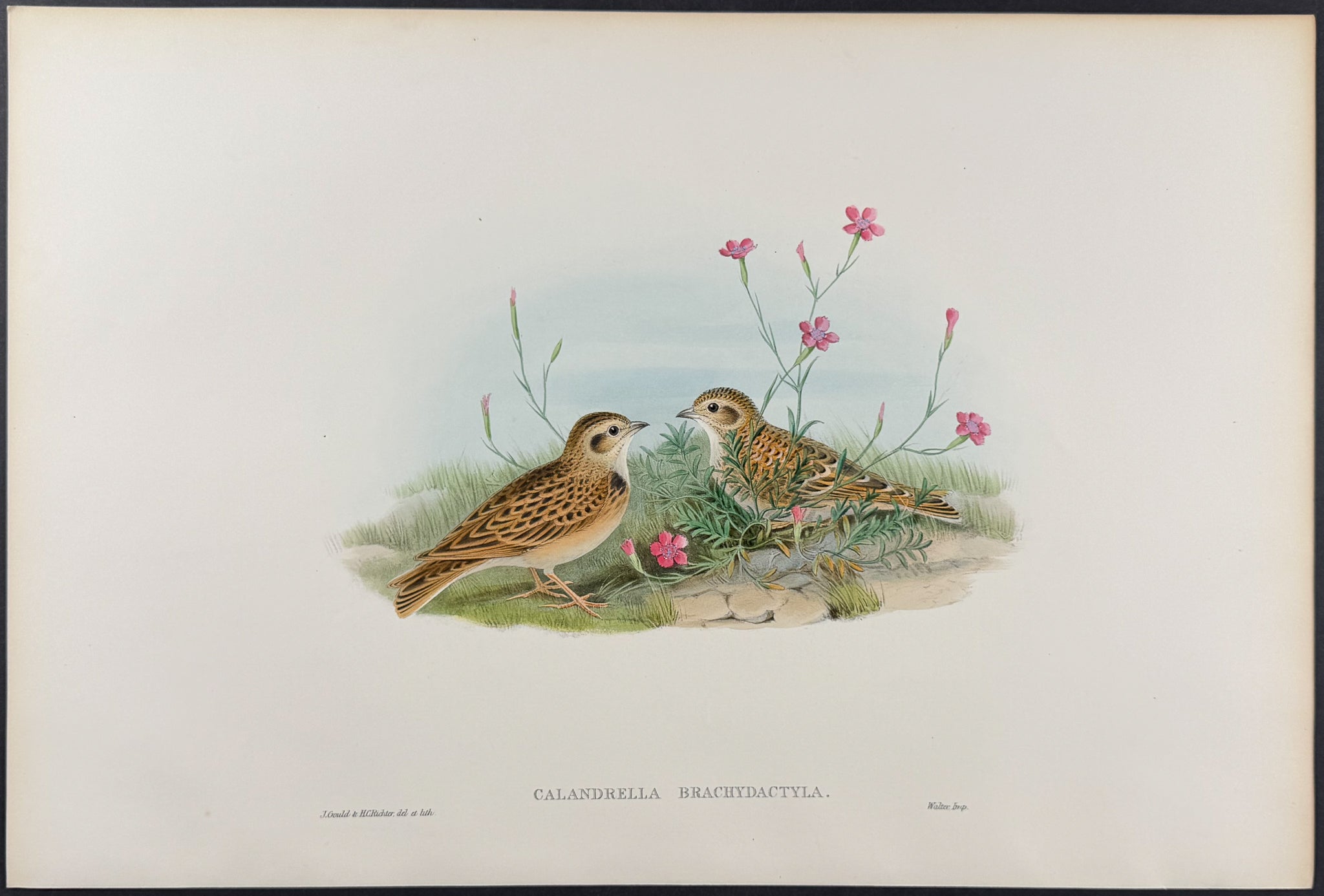 Short-toed Lark