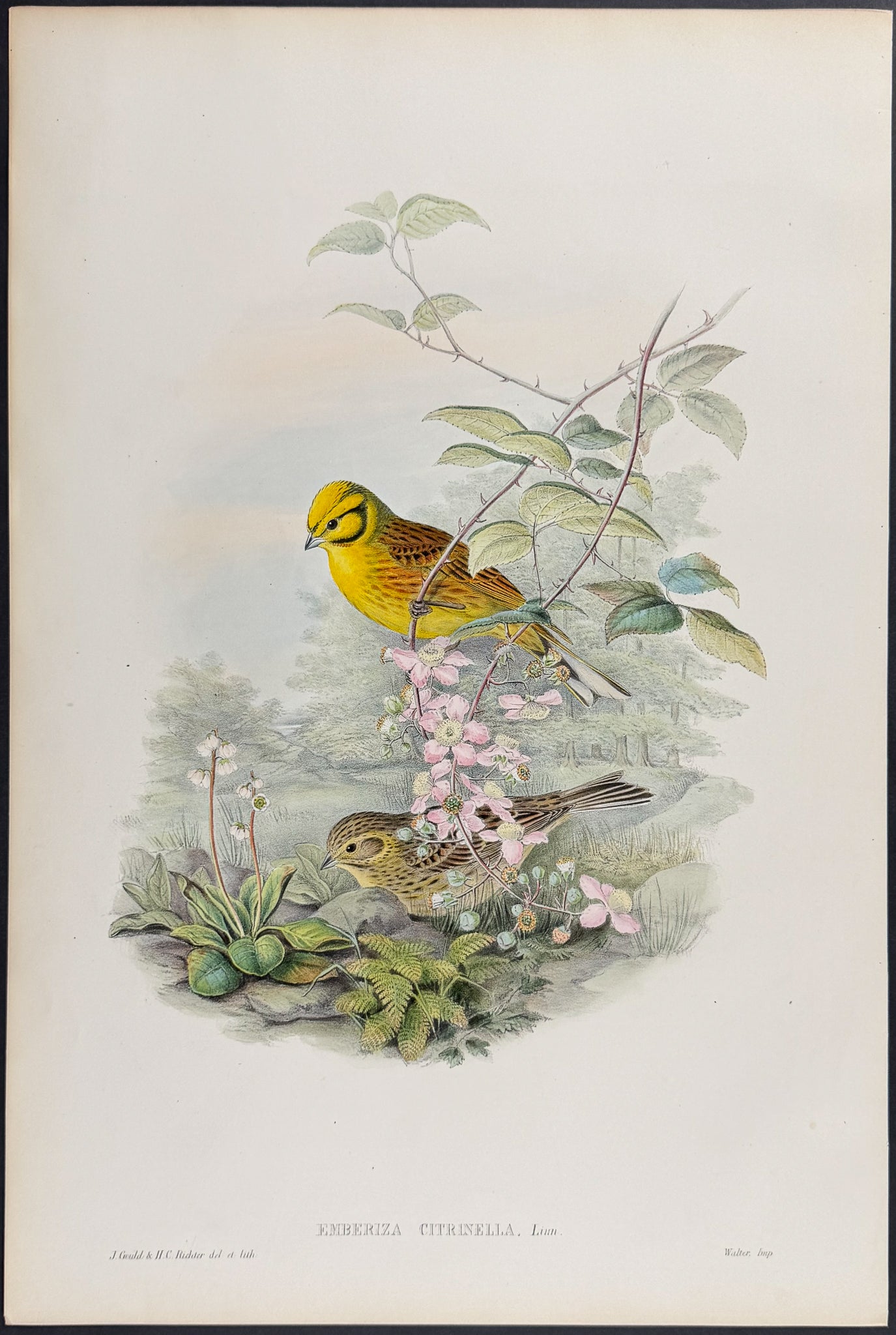Yellowhammer or Yellow Bunting