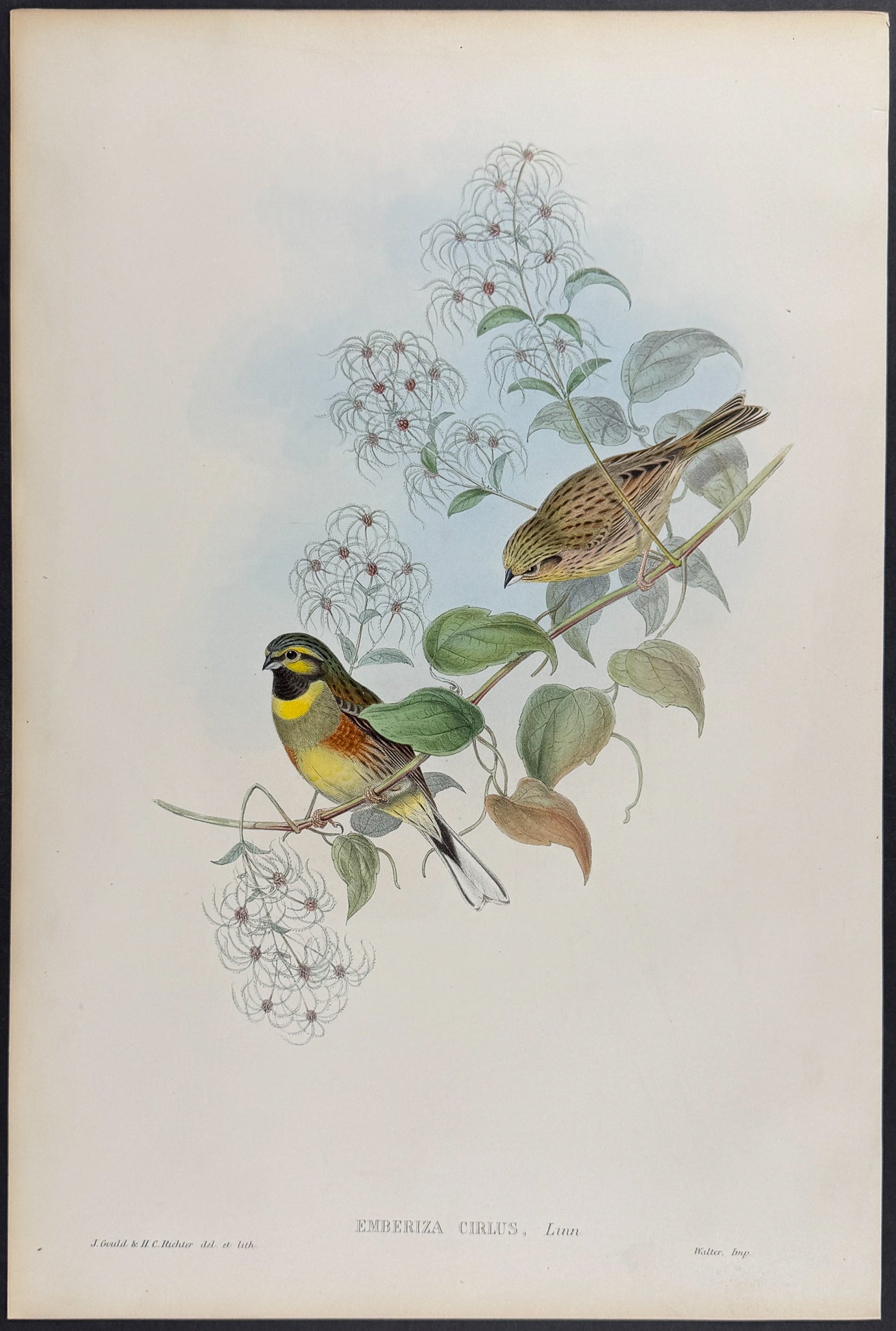 Cirl Bunting