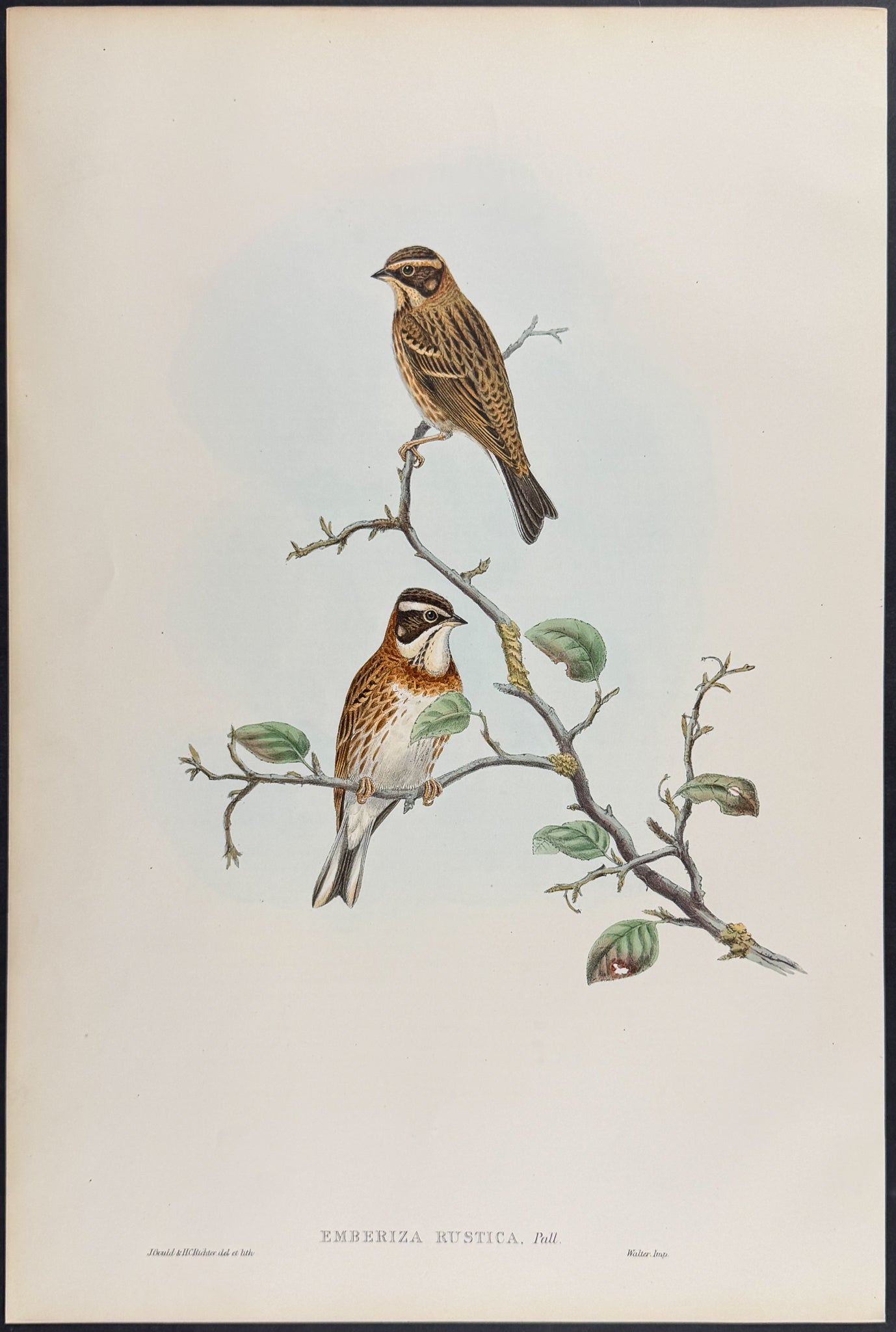 Rustic Bunting