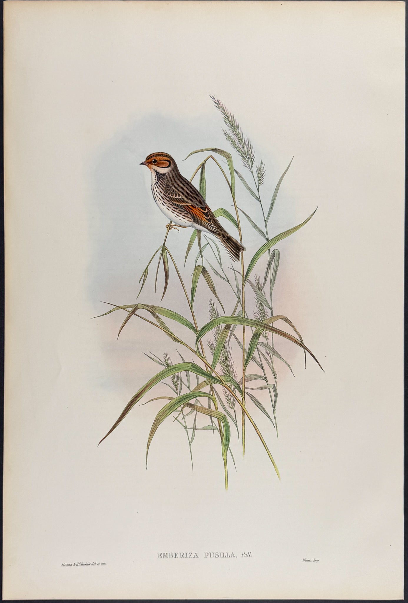 Dwarf Bunting