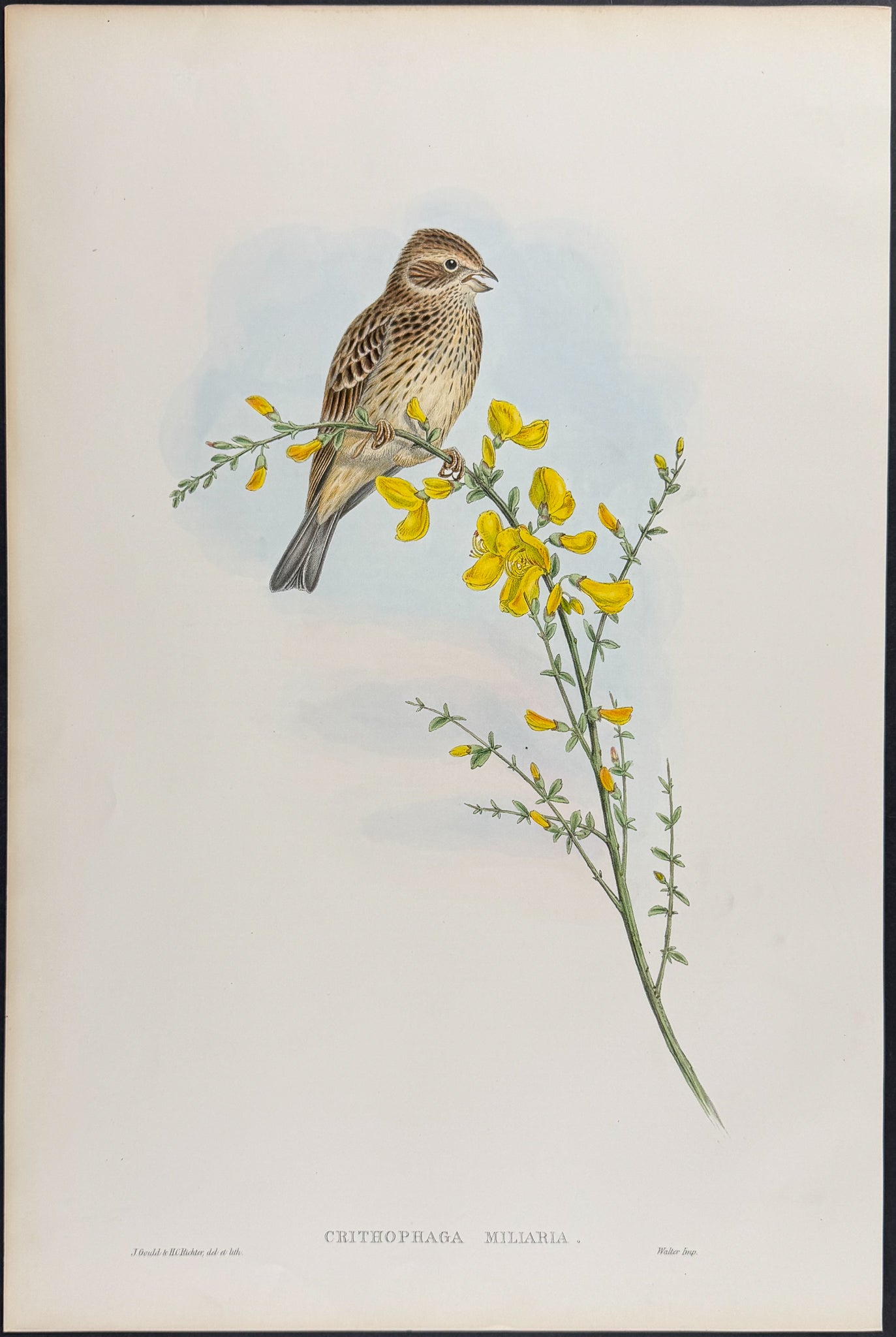 Common Bunting