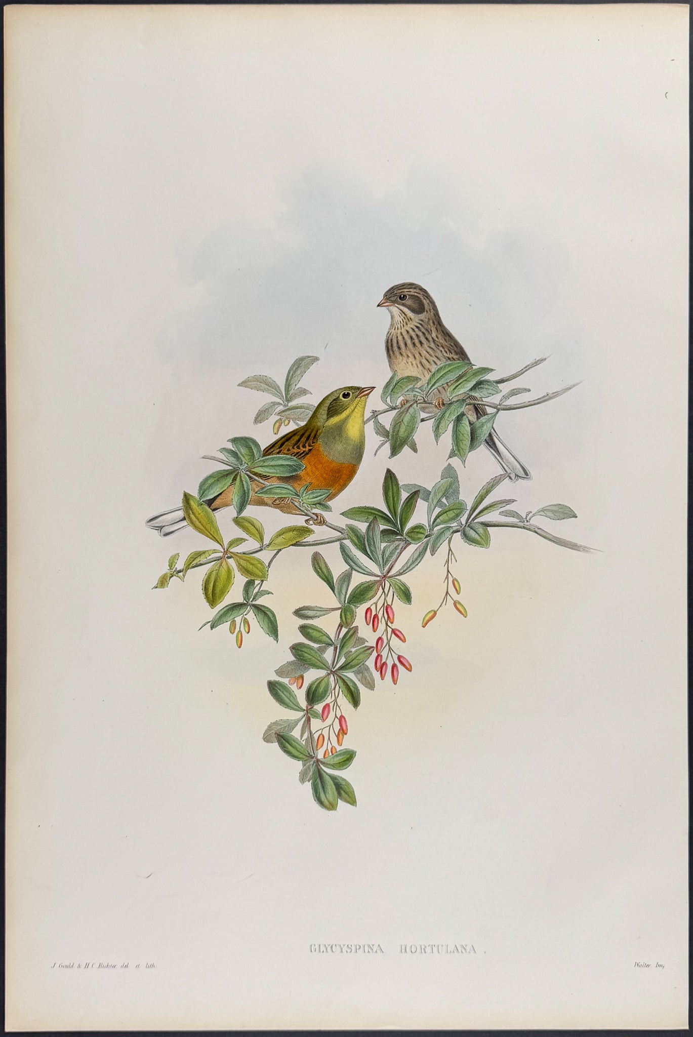 Ortolan Bunting