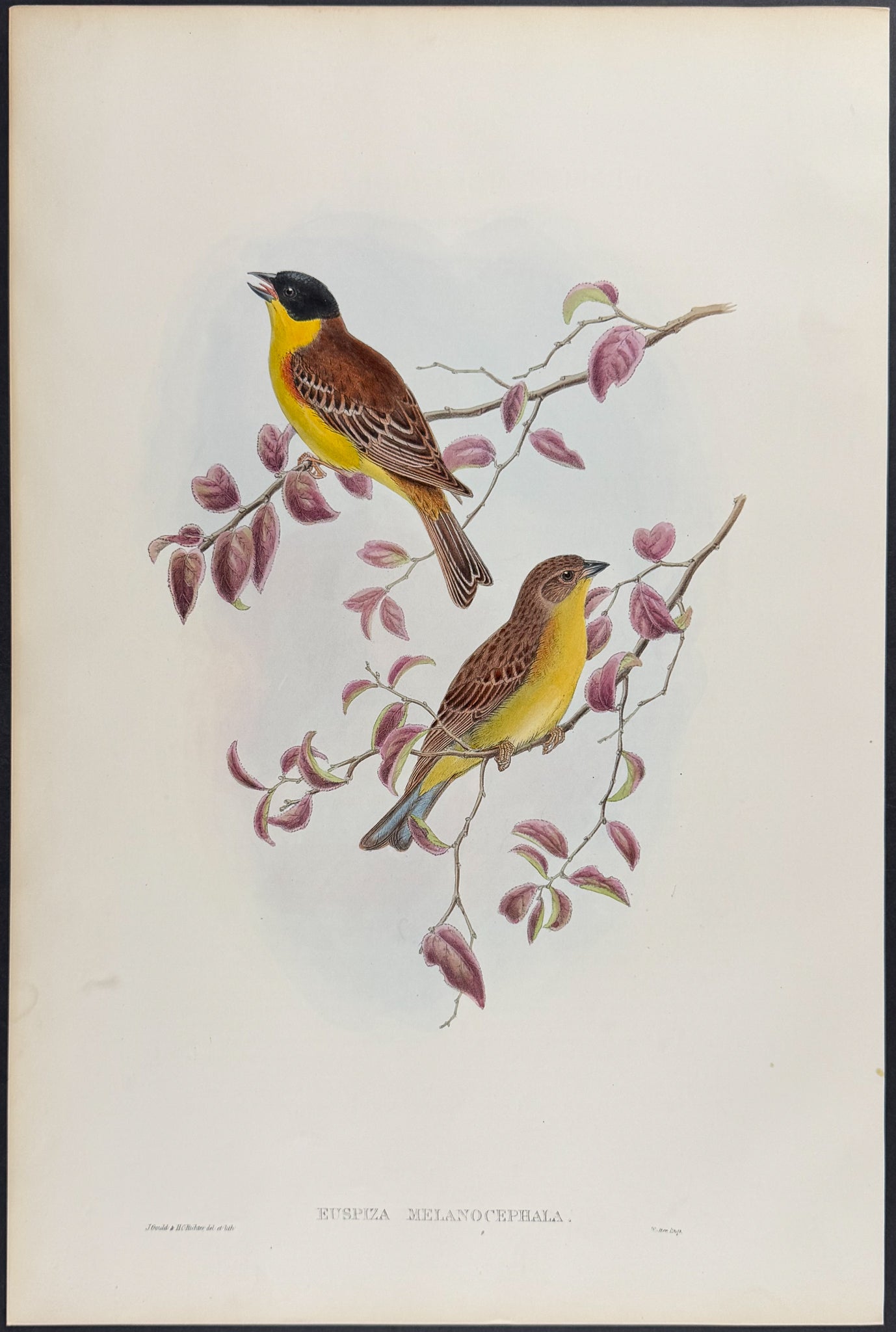 Black-headed Bunting