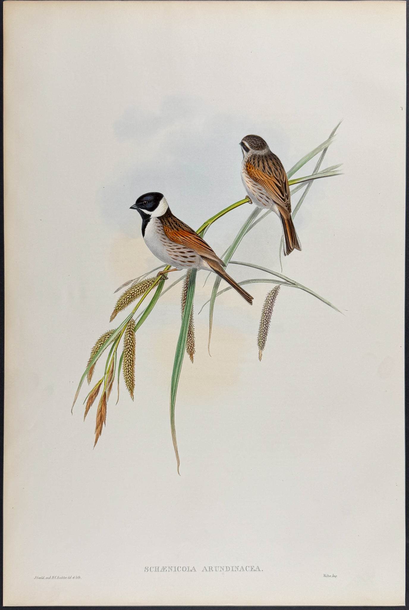 Reed-Bunting