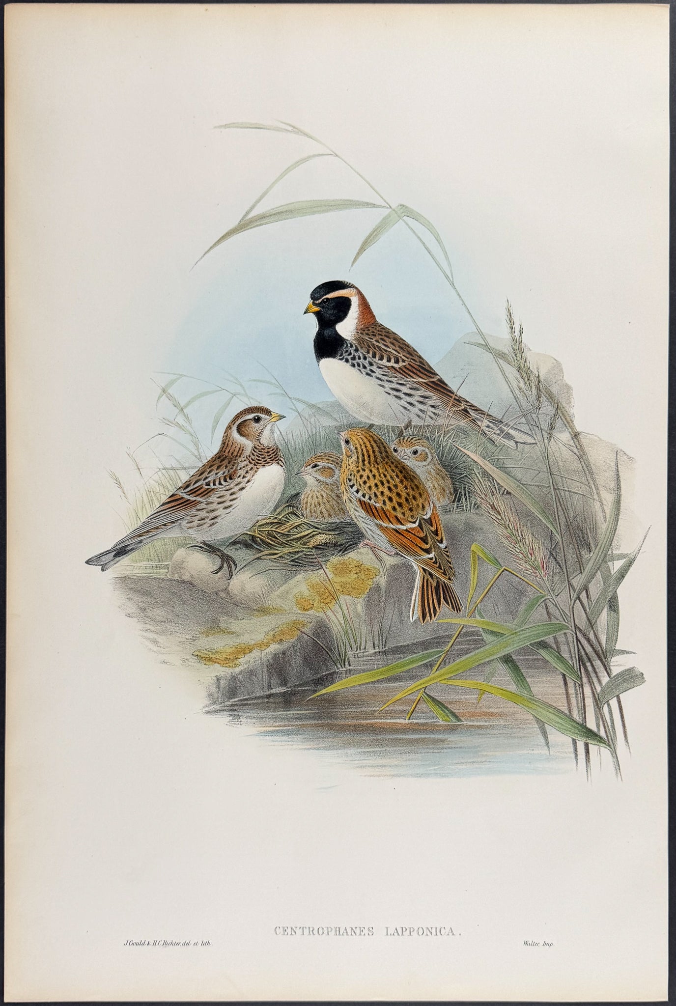 Lapland Bunting