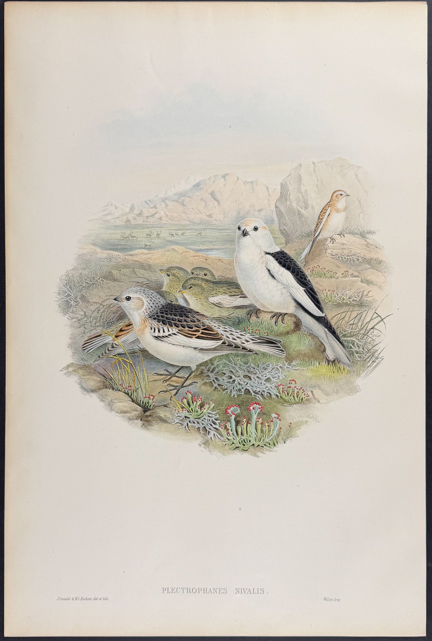 Snow-Bunting, or Snowflake
