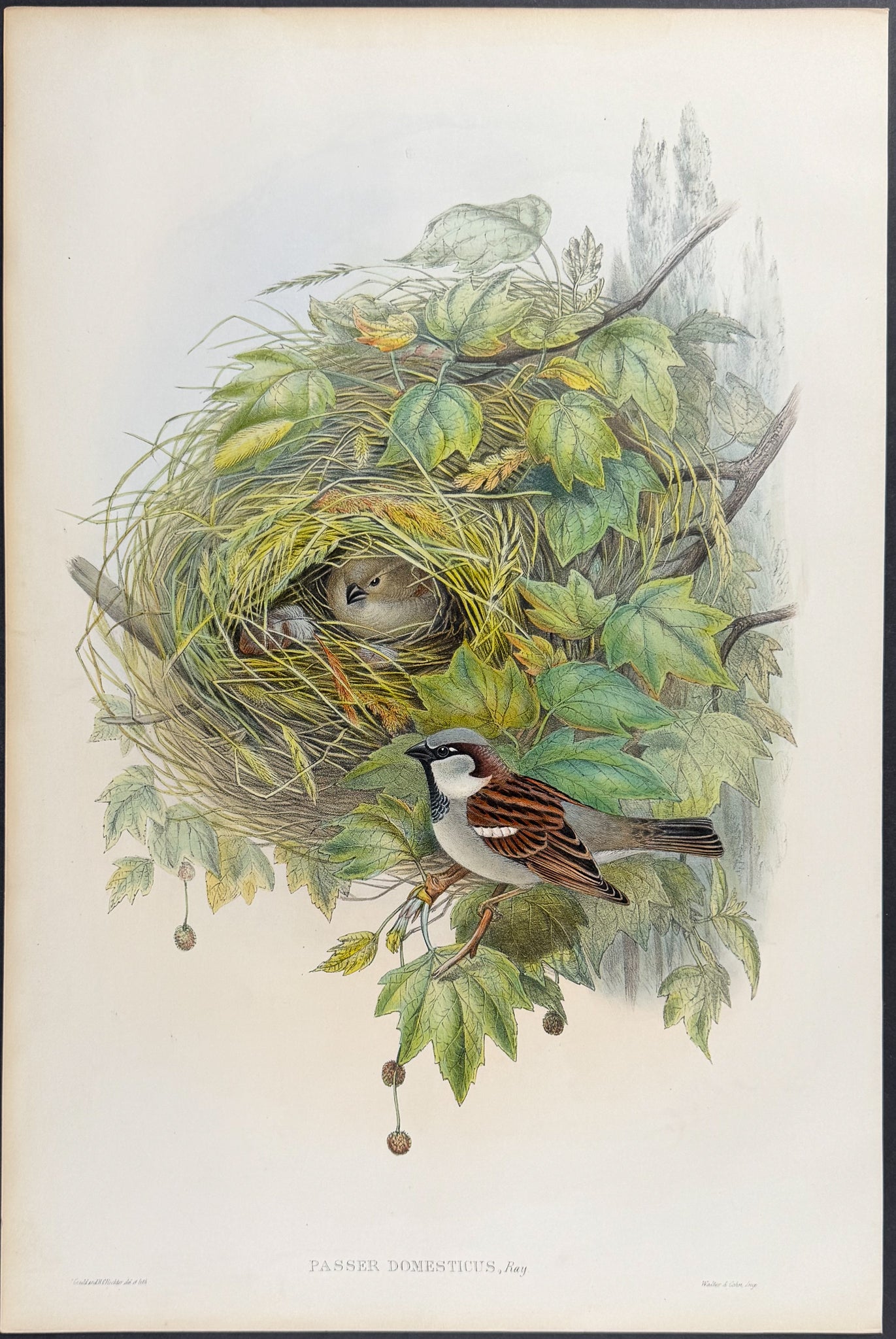 Common or House-Sparrow