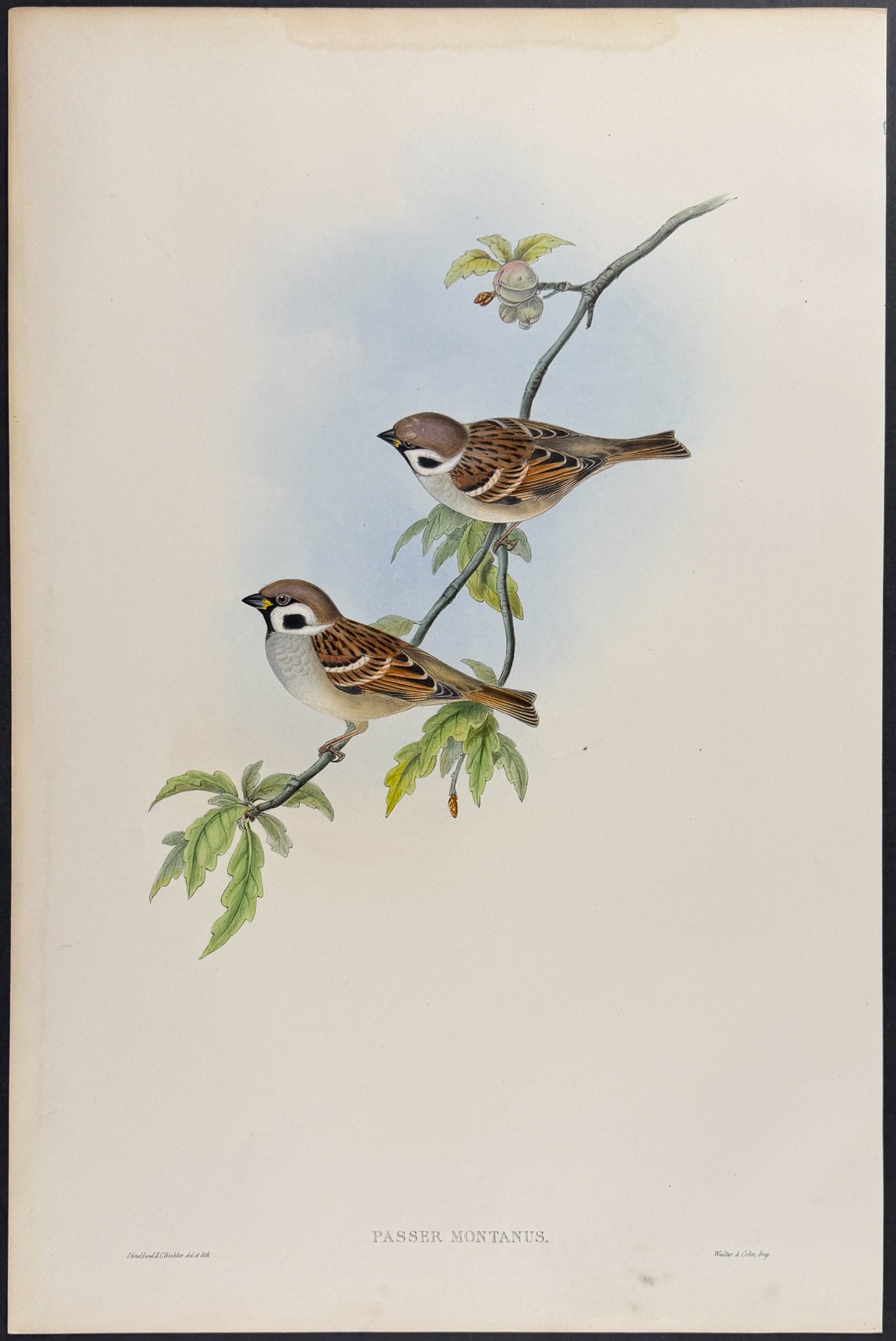 Tree-Sparrow