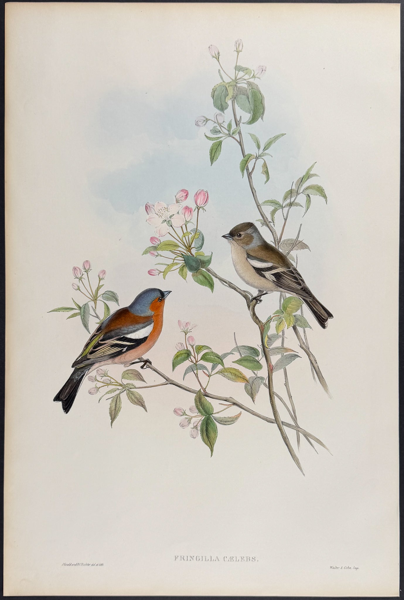 Chaffinch