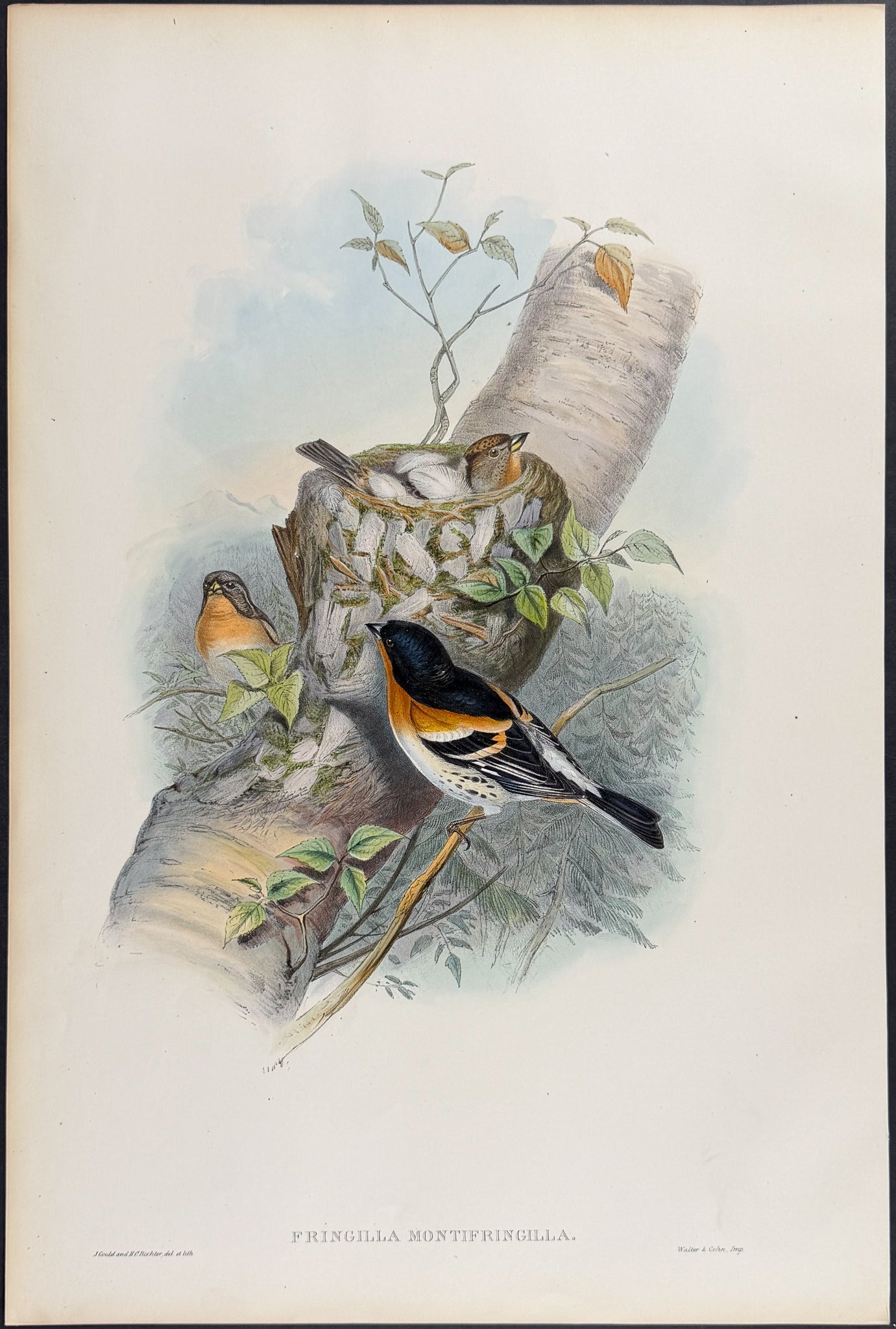 Bramblefinch