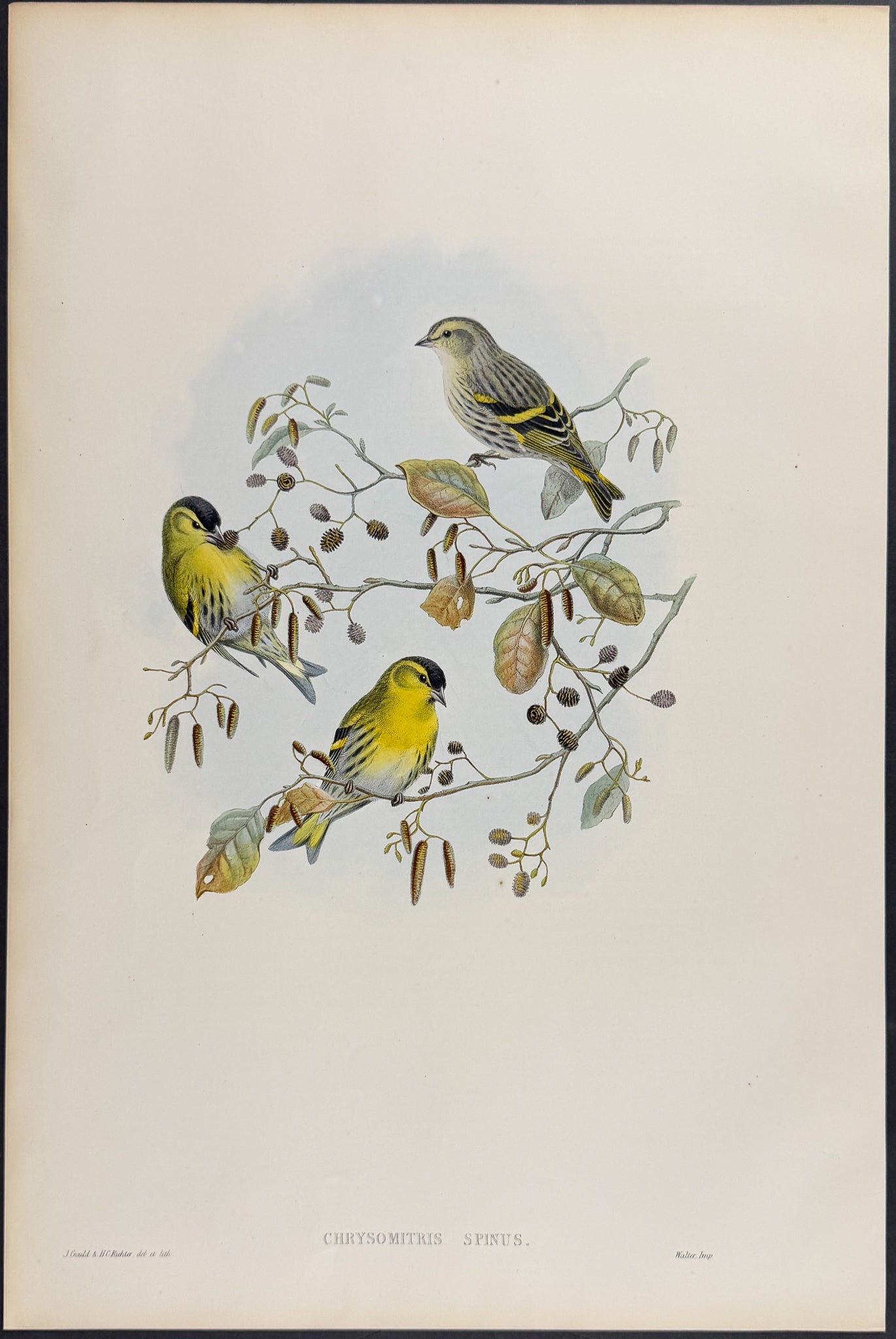 Siskin